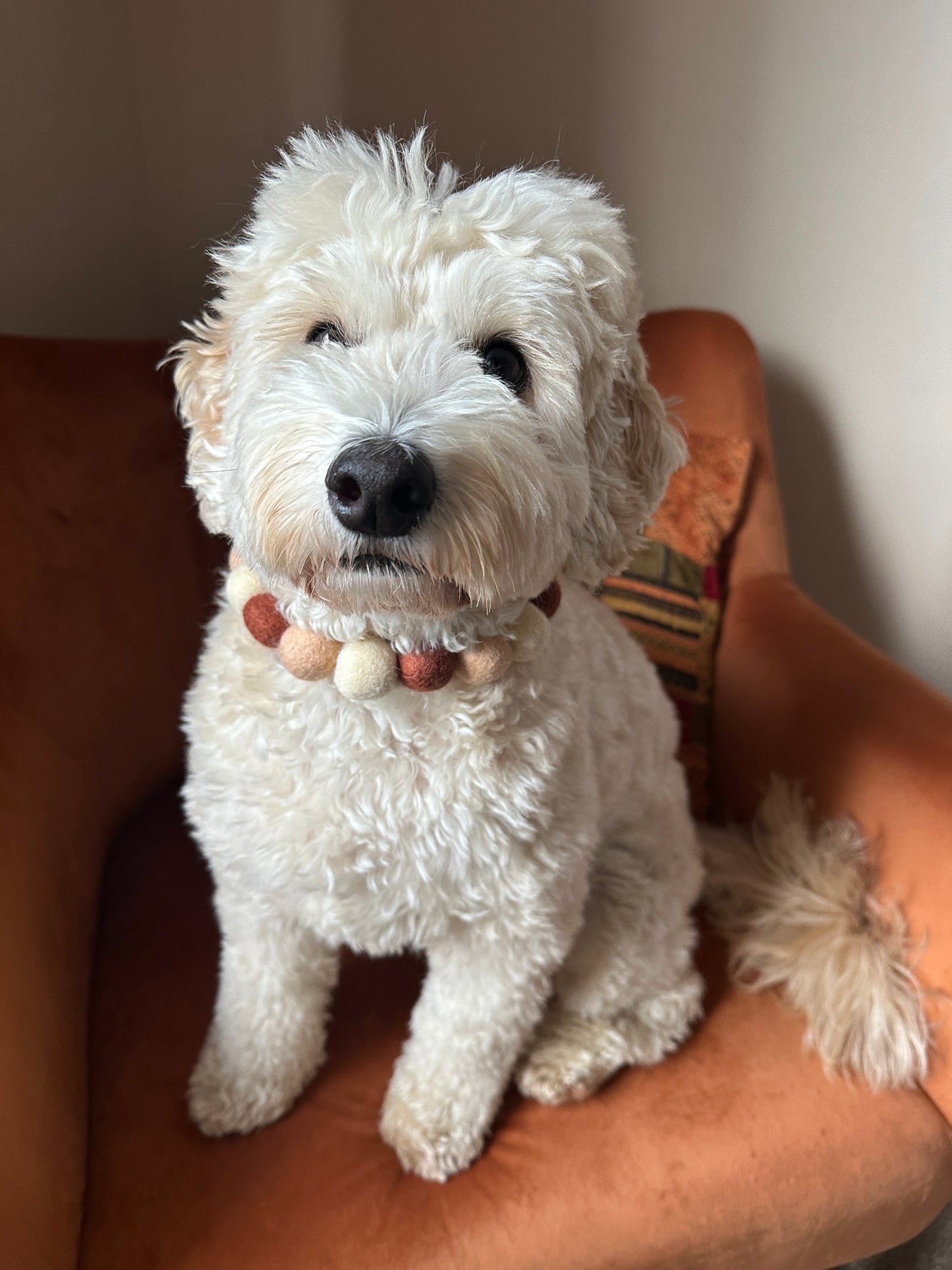 A fluffy white dog wearing a Crafts by Kate PomPom Pet Collar - Chocolate Lover sits attentively on an orange armchair with a patterned pillow, creating a cozy scene.