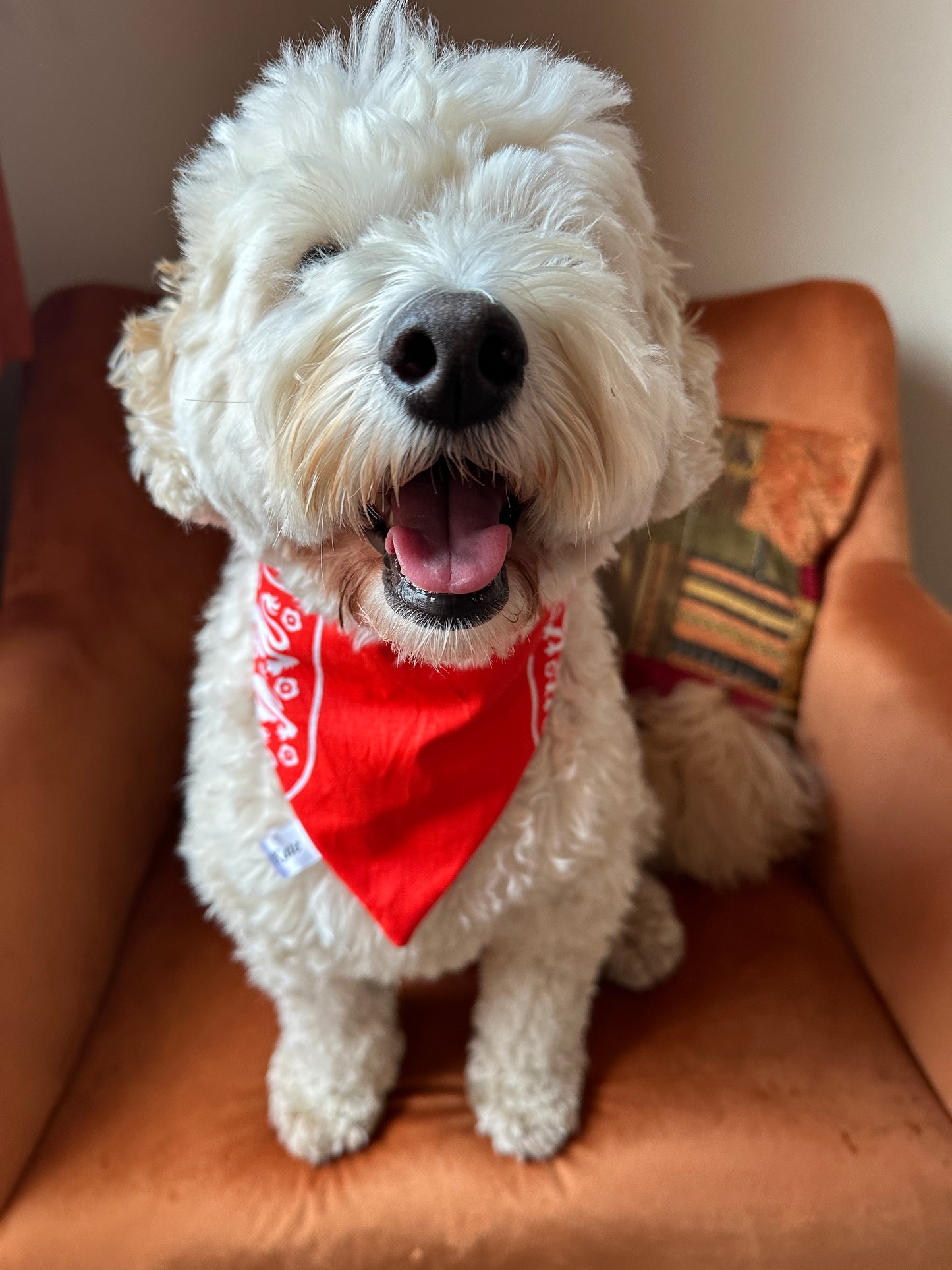 A fluffy white dog sits on an orange chair, happily wearing a Crafts by Kate Cotton Pet Scrunchie Bandana in the England Football Print, its mouth open in relaxation.