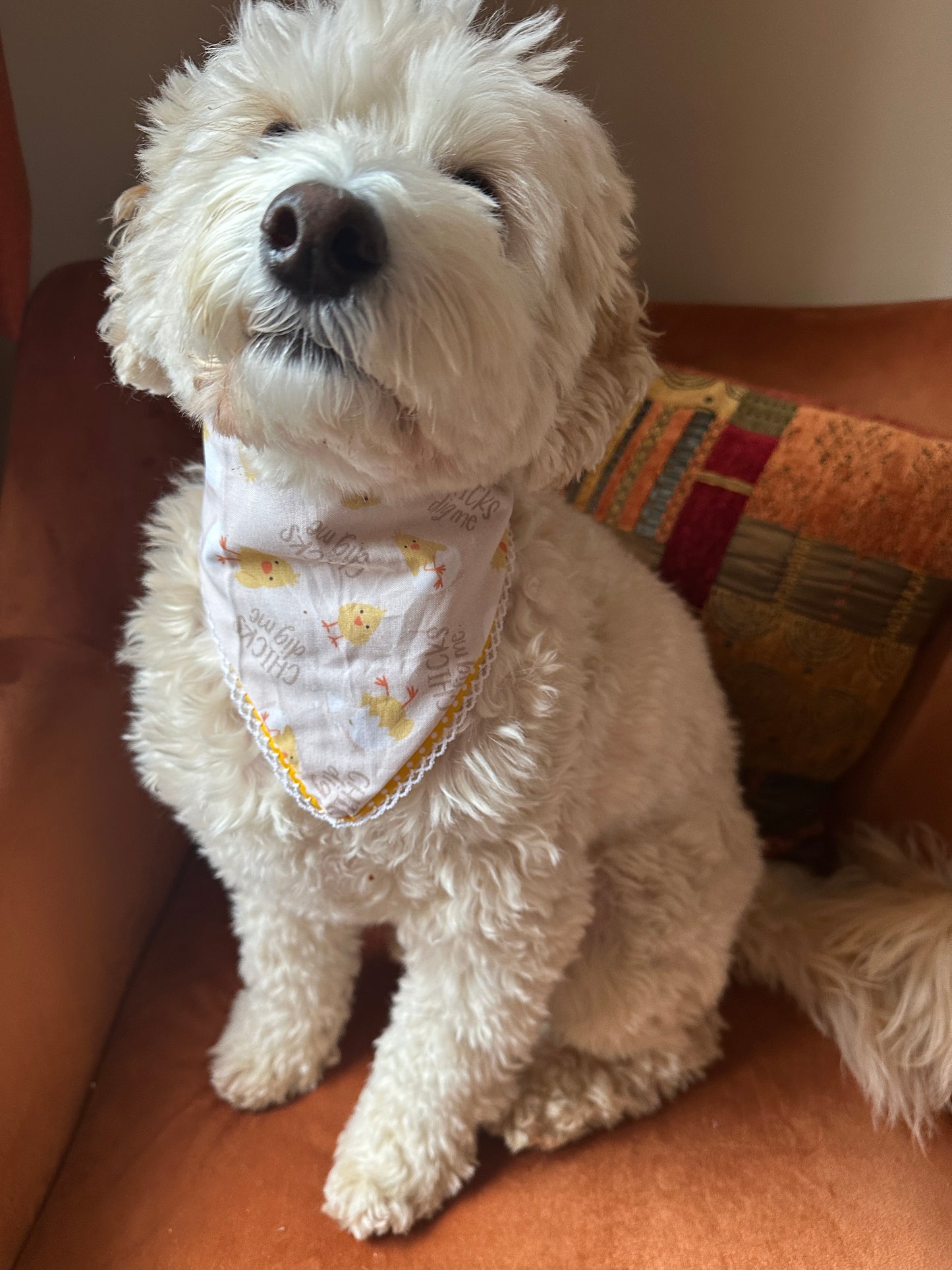 A fluffy white dog wearing a "Chicks Dig Me" Cotton Pet Scrunchie Bandana by Crafts by Kate sits on an orange chair, gazing upwards. A patterned cushion is in the background, complementing the stylish accessory.