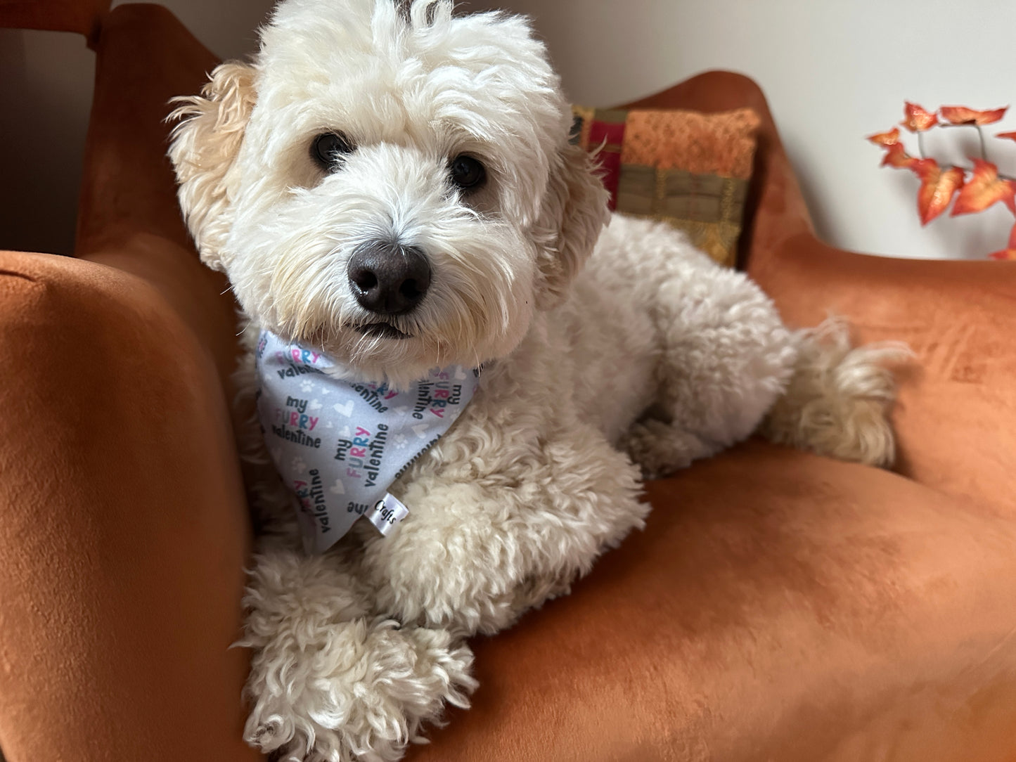 A fluffy white dog, adorned with a My Fluffy Valentine Cotton Pet Scrunchie Bandana from Crafts by Kate, relaxes on an orange couch amidst autumn-themed decorations, perfectly capturing the cozy seasonal vibe.