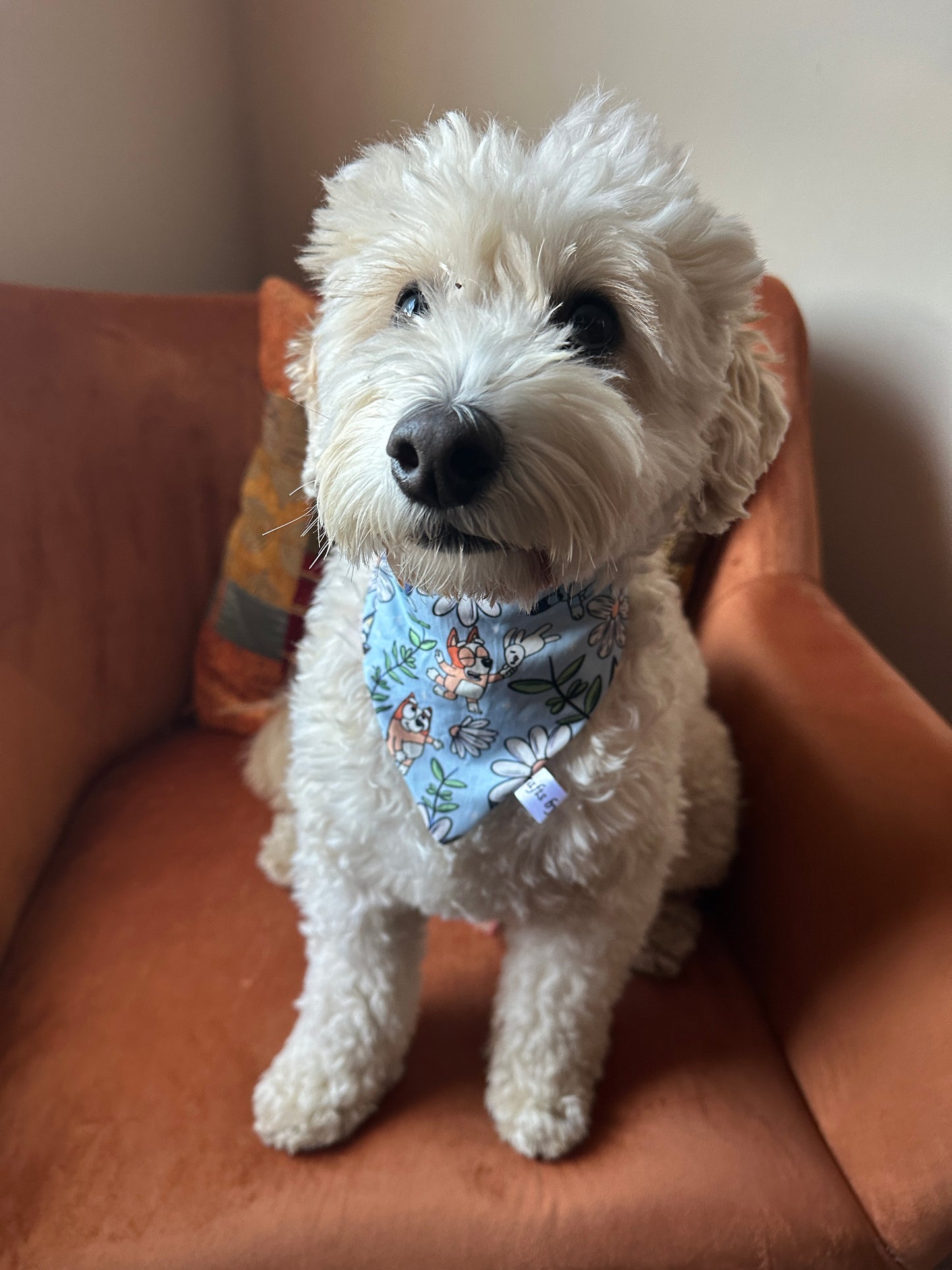 A fluffy white dog sits on an orange chair, wearing a light blue floral-patterned Cotton Pet Scrunchie Bandana from Crafts by Kate's Bluey & Bingo line. The dog's curious eyes sparkle, and its plush coat is highlighted by the softly lit background.
