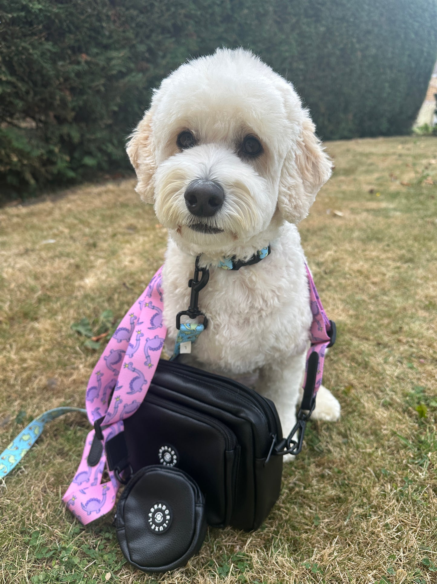 A fluffy white dog with a blue collar and pink leash sits on grass next to the Crafts by Kate Millie Dog Walking Bag in black and a round treat pouch, with a green hedge in the background.