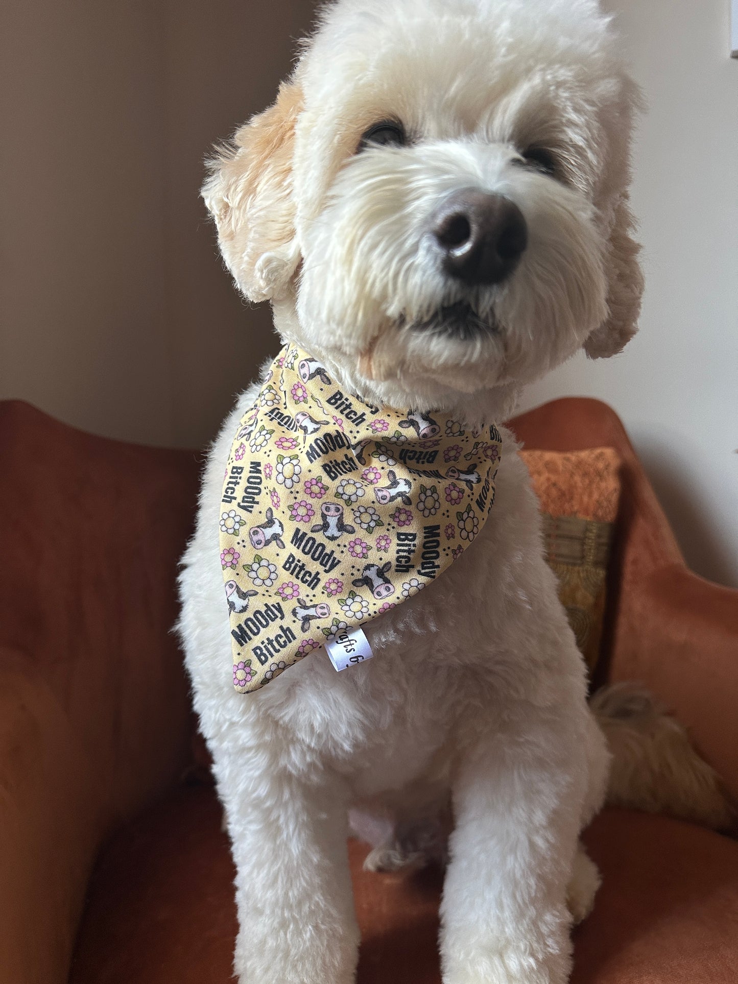 A fluffy white dog sits on an orange chair, wearing the "Moody Cow" Cotton Pet Bandana with collar attachment by Crafts by Kate. The accessory, featuring small floral designs, adds charm as the dog looks content with closed eyes and a slight head tilt.