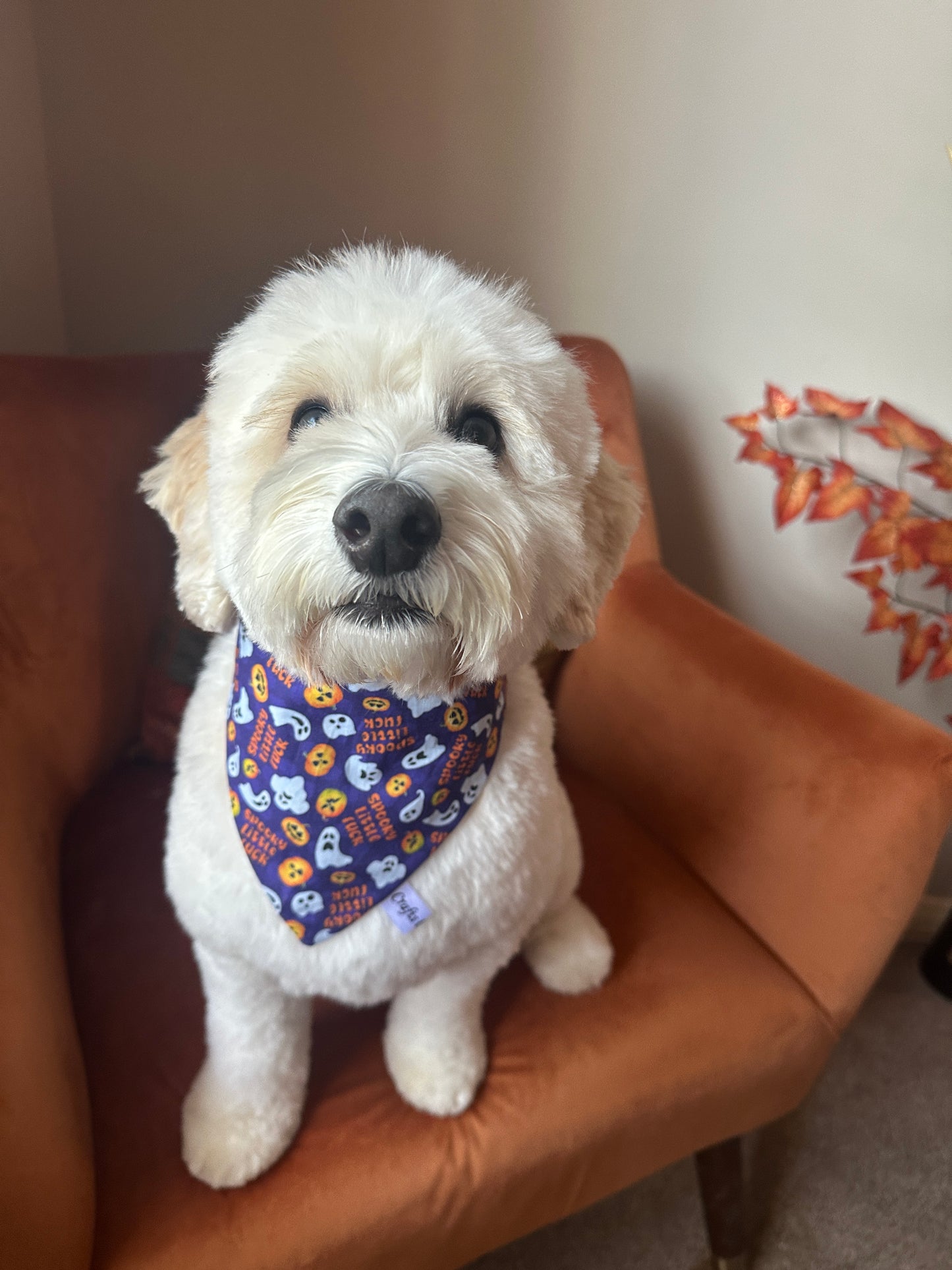 Cotton Pet Scrunchie Bandana - Spooky Little F***er