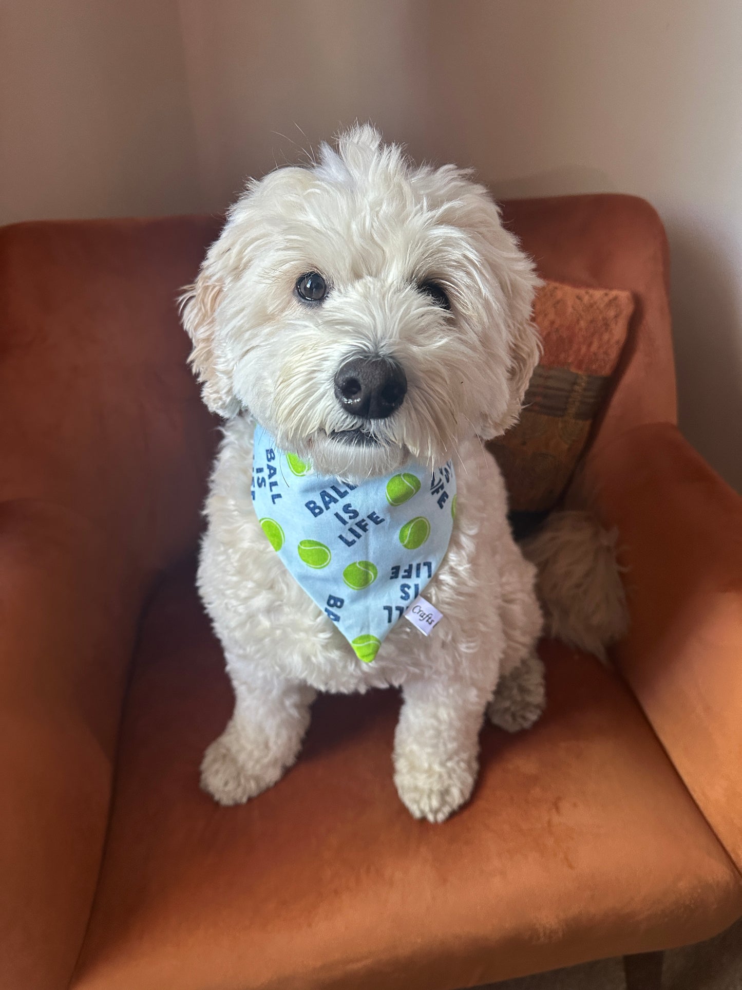 A fluffy white dog sits on an orange armchair, wearing Crafts by Kate’s "Ball is Life - Arnie & Mac’s Goodies" blue pet bandana with green tennis balls, looking up curiously and hoping for some treats.