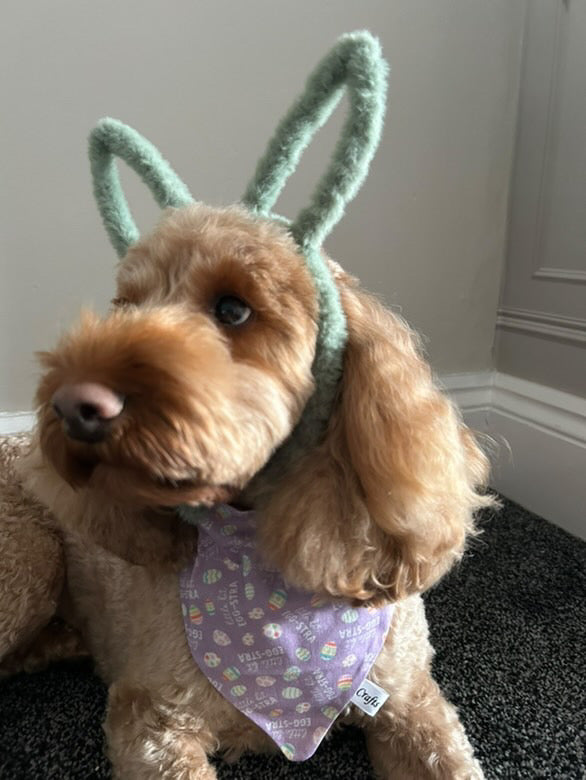 A fluffy brown dog showcases its festive flair wearing green, bunny ear-shaped headbands and a purple "Little bit Egg-stra" cotton pet bandana by Crafts by Kate. The dog sits on a dark carpet beside a light-colored wall, highlighting its Easter-themed look.