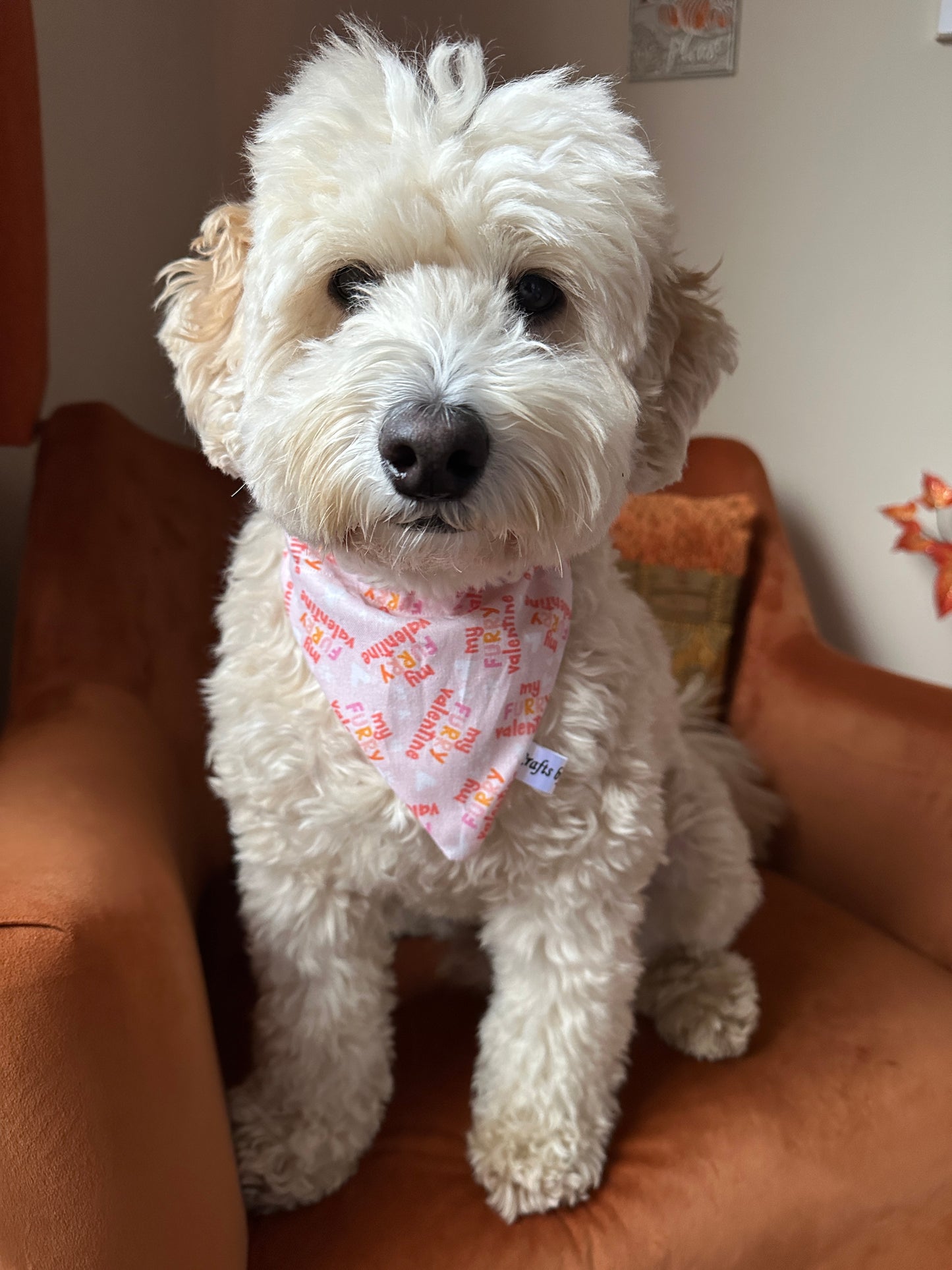 A fluffy white dog sits on an orange armchair wearing a Crafts by Kate 'My Fluffy Valentine' cotton pet scrunchie bandana, gazing at the camera in a room adorned with warm, autumn-themed decor.