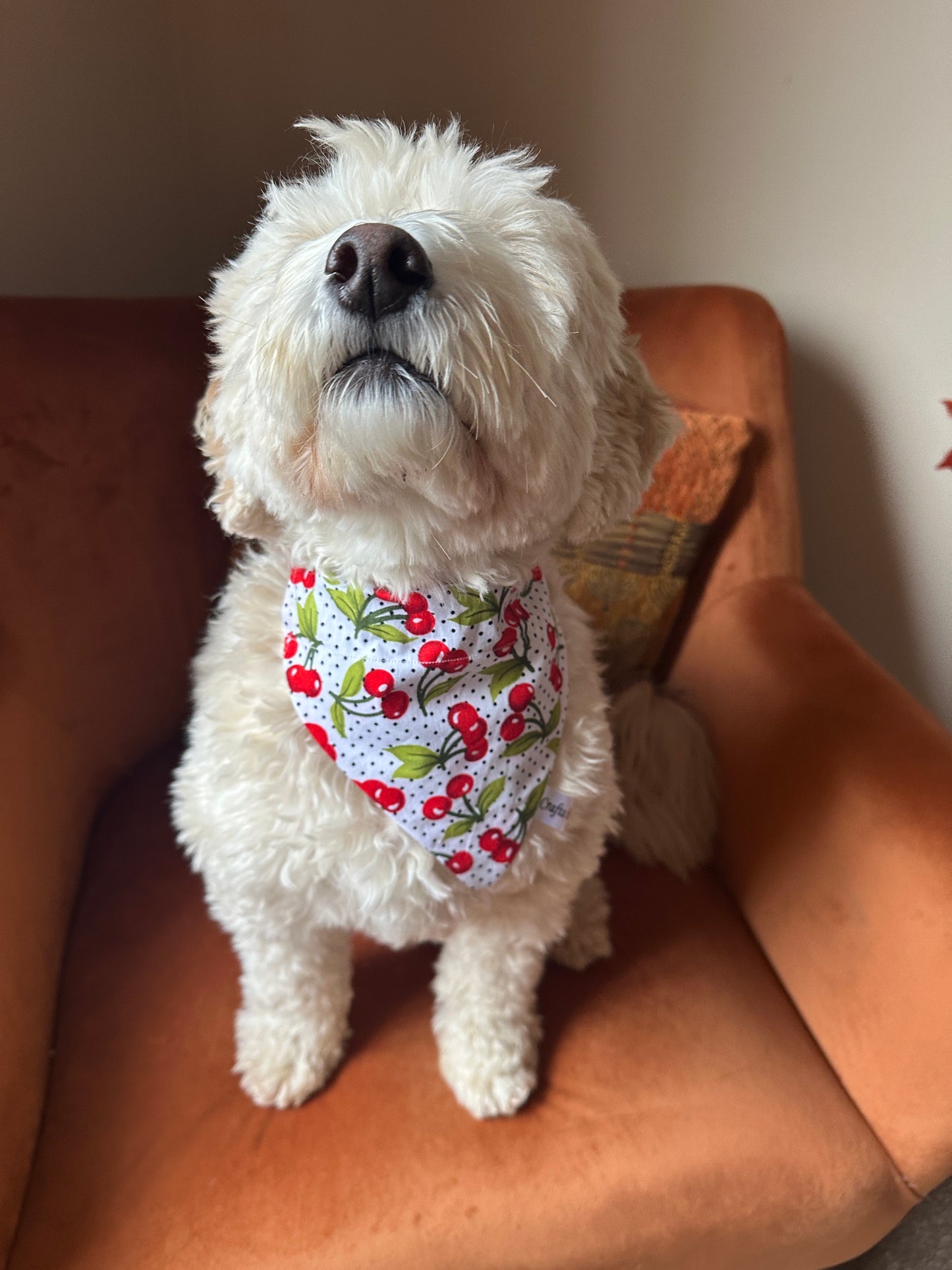 A fluffy white dog sits on an orange chair, proudly wearing the Crafts by Kate Cotton Pet Bandana with collar attachment in Cherry Sweet. Featuring red cherries and green leaves, it enhances the pup's look as it tilts its head slightly upward.