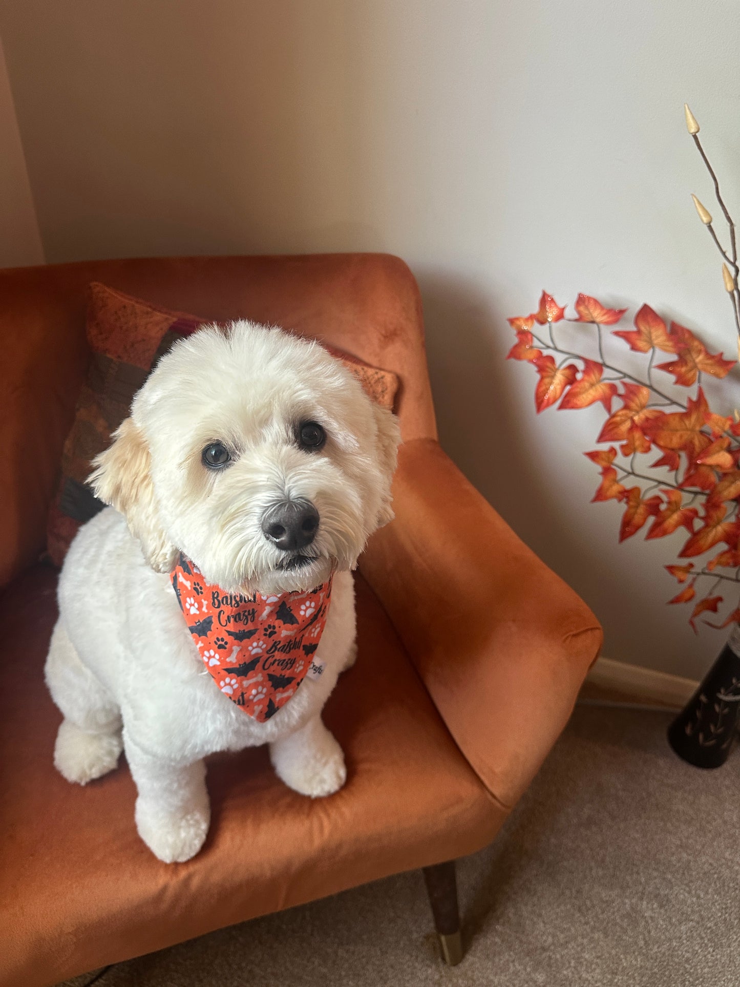 Cotton Pet Scrunchie Bandana - Batshit Crazy