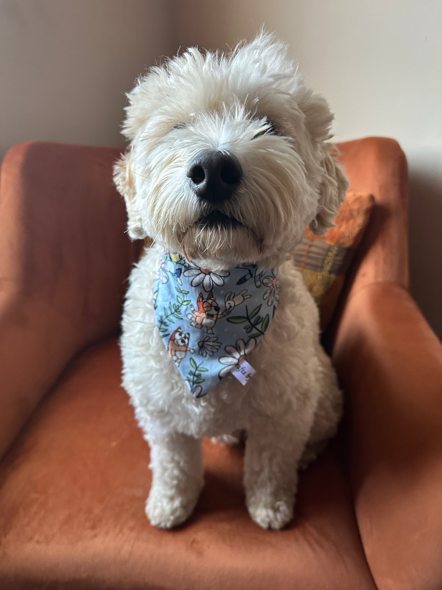 A fluffy white dog with a handcrafted "Cotton Pet Scrunchie Bandana - Bluey & Bingo" by Crafts by Kate sits on a rust-colored armchair, looking forward with a tilted head, exuding calmness and friendliness.