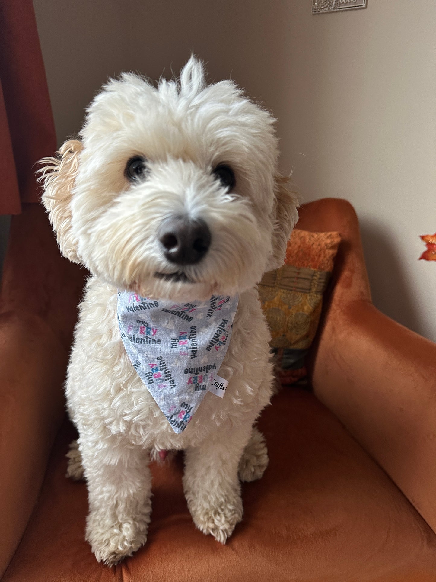 A fluffy white dog sits on an orange chair, wearing a Cotton Pet Bandana with collar attachment from Crafts by Kate, featuring colorful "My Fluffy Valentine" text. The bandana slides through the collar effortlessly as the dog looks directly at the camera against warm-toned decor.