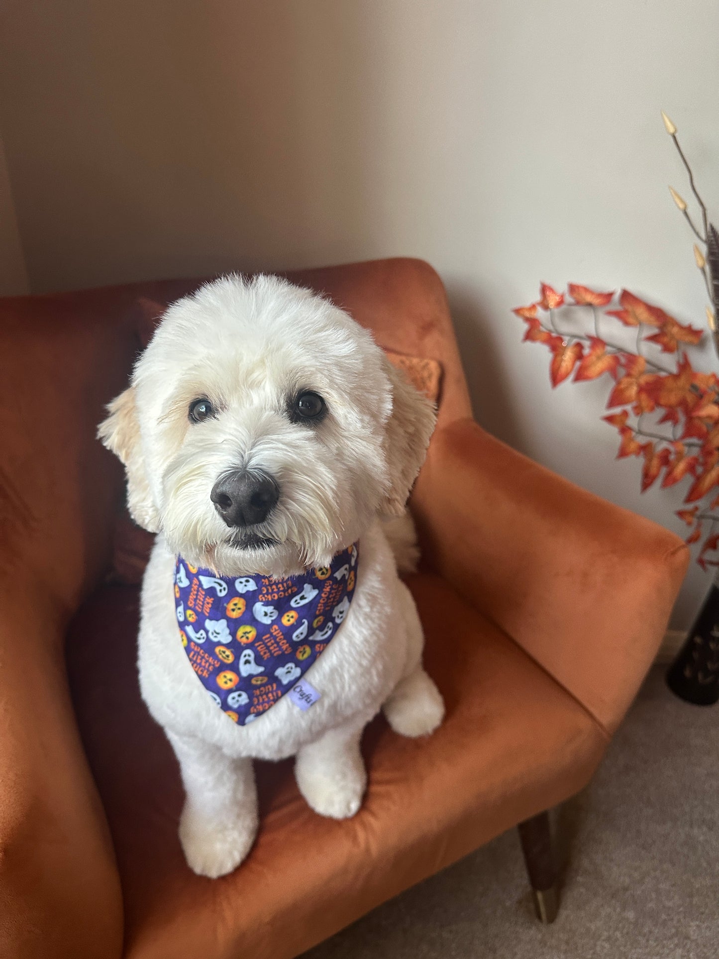 Cotton Pet Scrunchie Bandana - Spooky Little F***er