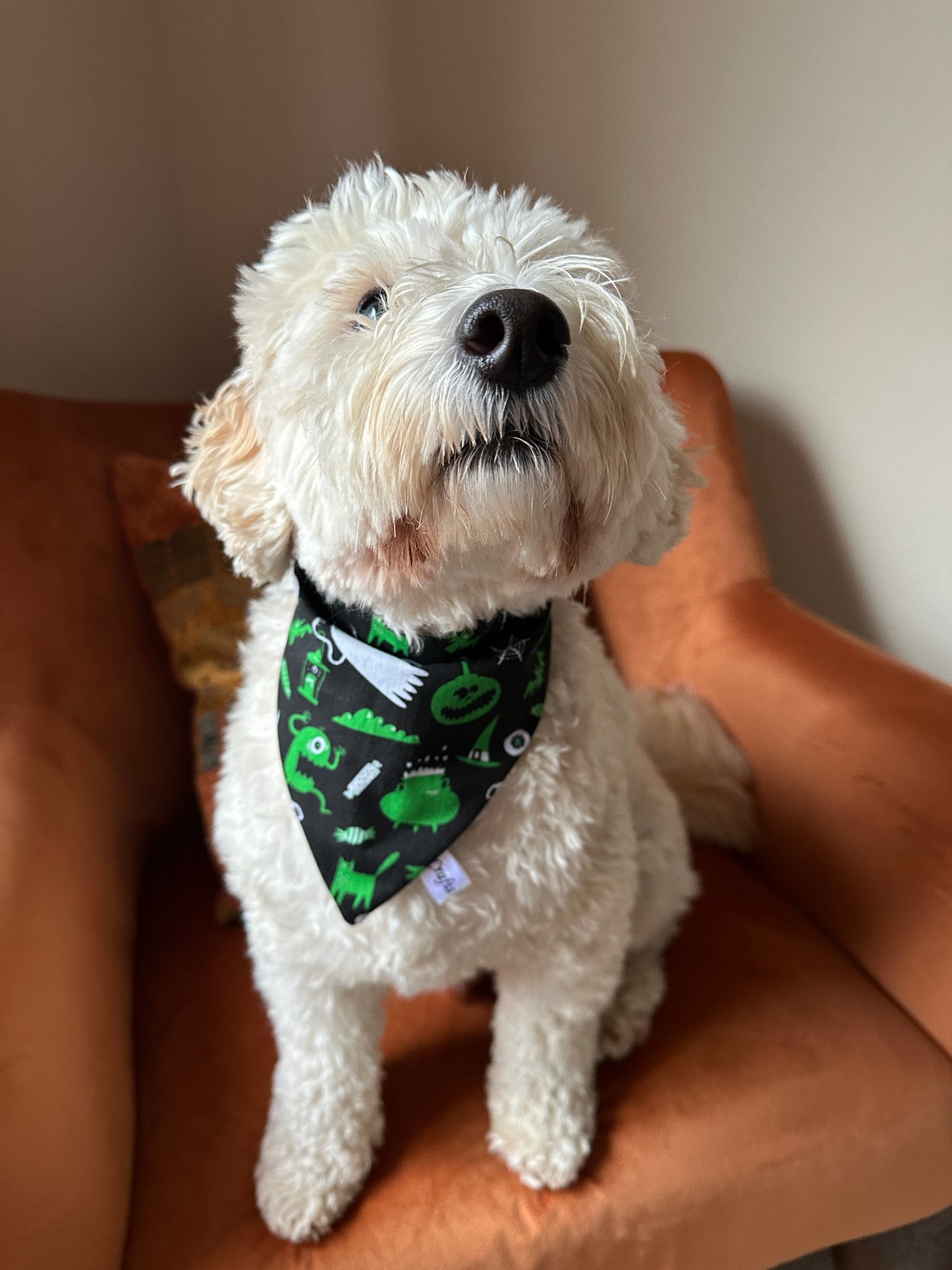 A fluffy white dog wears a Crafts by Kate Cotton Pet Scrunchie Bandana - Green Halloween while sitting on an orange armchair, gazing upward with its nose slightly raised.