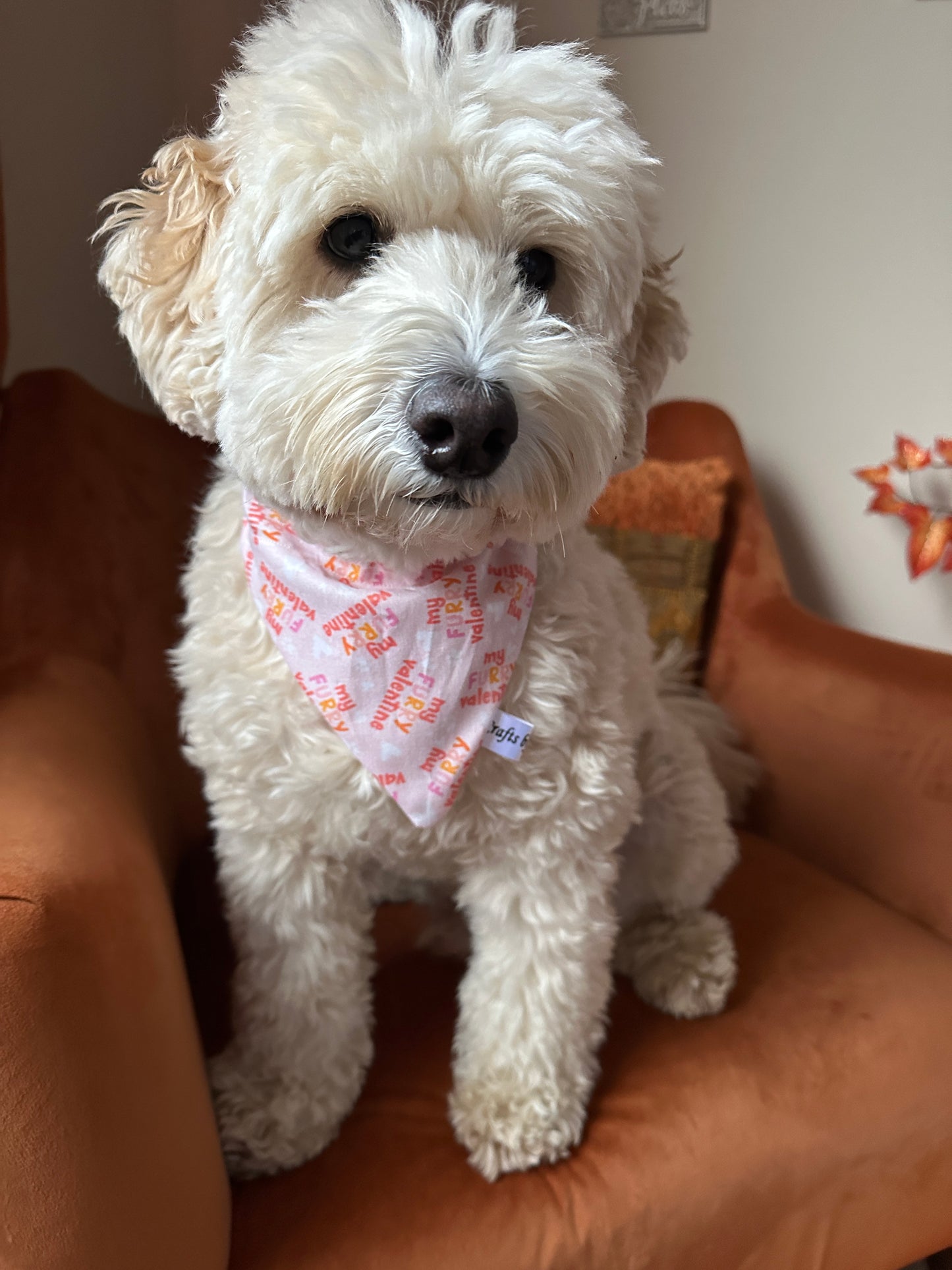 A fluffy white dog sits calmly on an orange chair, wearing Crafts by Kate's "My Fluffy Valentine" pink cotton pet scrunchie bandana adorned with red and white text, perfect for Valentine's Day.