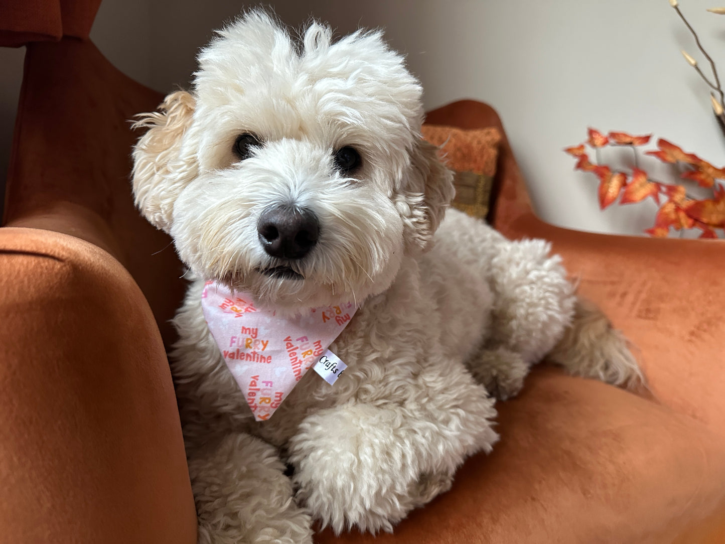 A fluffy white dog with curly fur lounges on an orange armchair, sporting the My Fluffy Valentine Cotton Pet Bandana by Crafts by Kate, which adds charm to the autumn-themed decor in the background.
