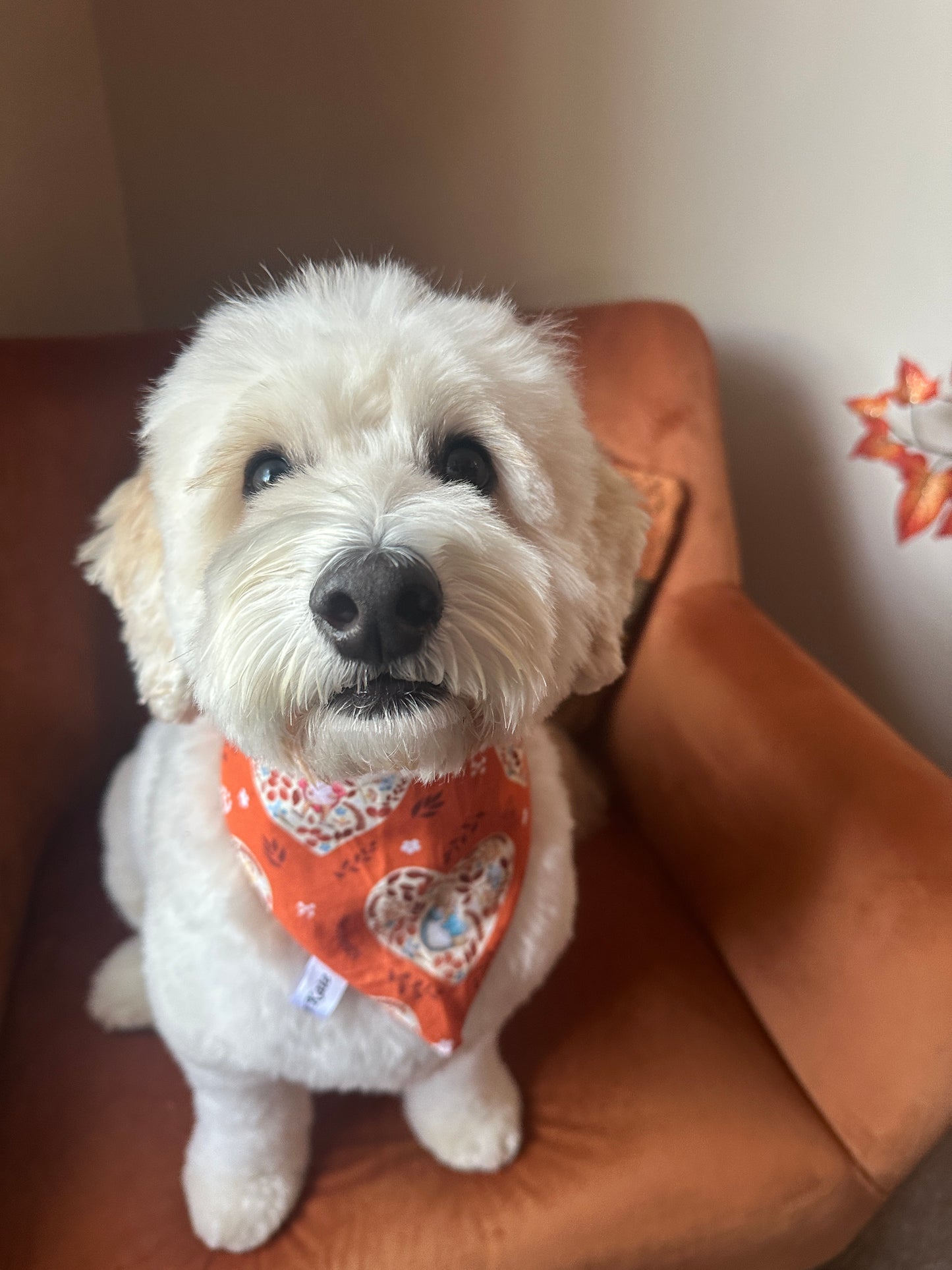 Cotton Pet Scrunchie Bandana - Fall with Peter & Friends
