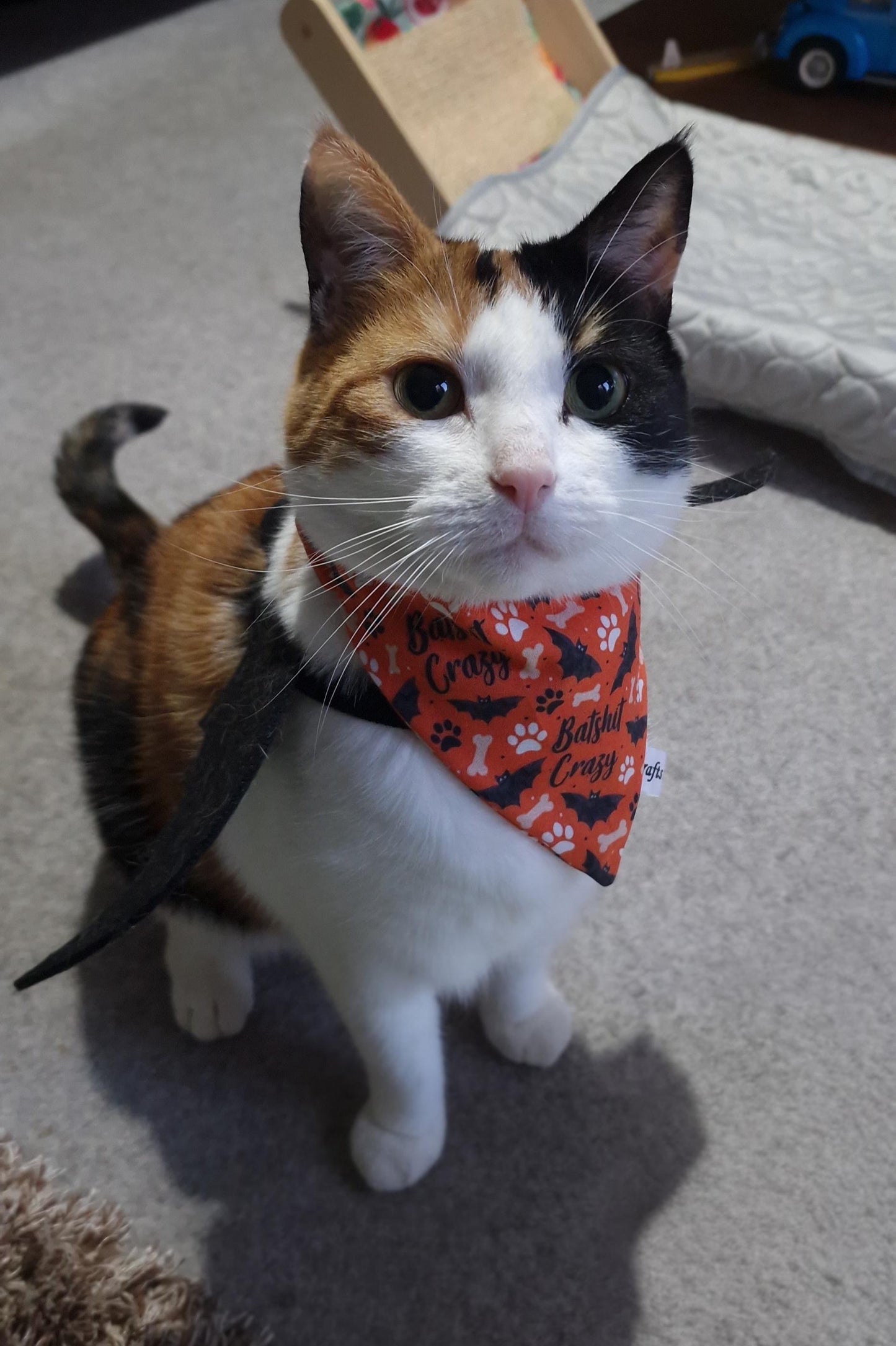A calico cat wears a red "Batshit Crazy" Cotton Pet Scrunchie Bandana by Crafts by Kate and black bat wings while sitting on a carpeted floor. Handcrafted pet accessories, pet beds, and a blue toy car are in the background.