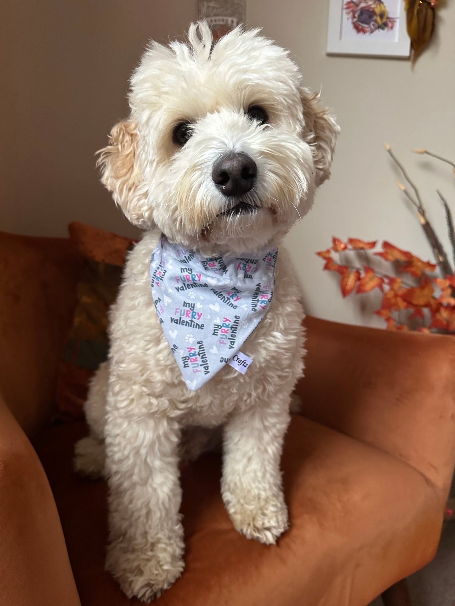 A fluffy white dog lounges on an orange chair, wearing a Crafts by Kate Cotton Pet Scrunchie Bandana labeled "My Fluffy Valentine." The room is decorated with fall foliage, enhancing the cozy charm of the scene.