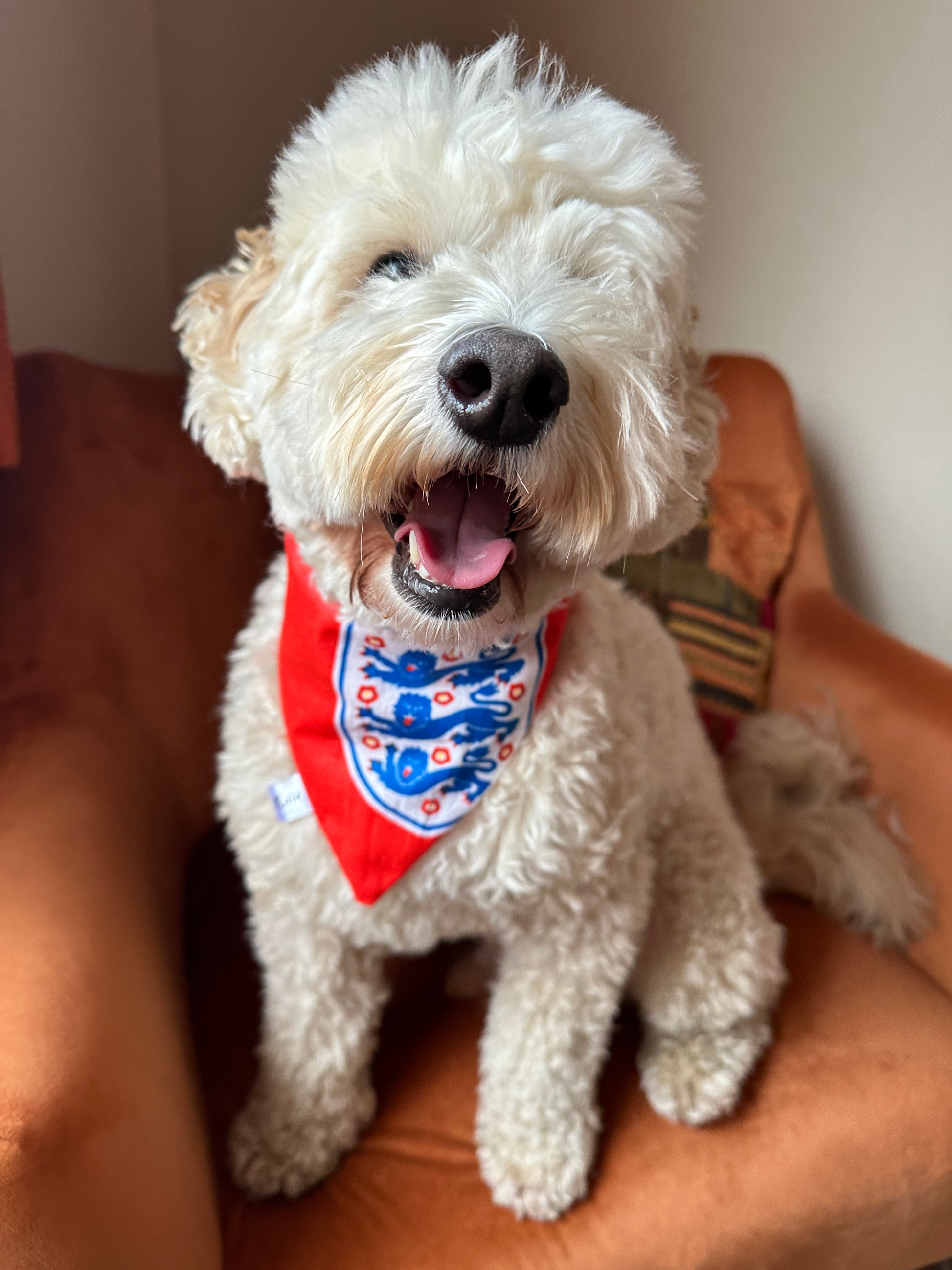 A fluffy white dog sits on an orange chair, wearing a red bandana from Crafts by Kate. The Cotton Pet Scrunchie Bandana in England Football Print enhances its joyful look, mouth open in delight.