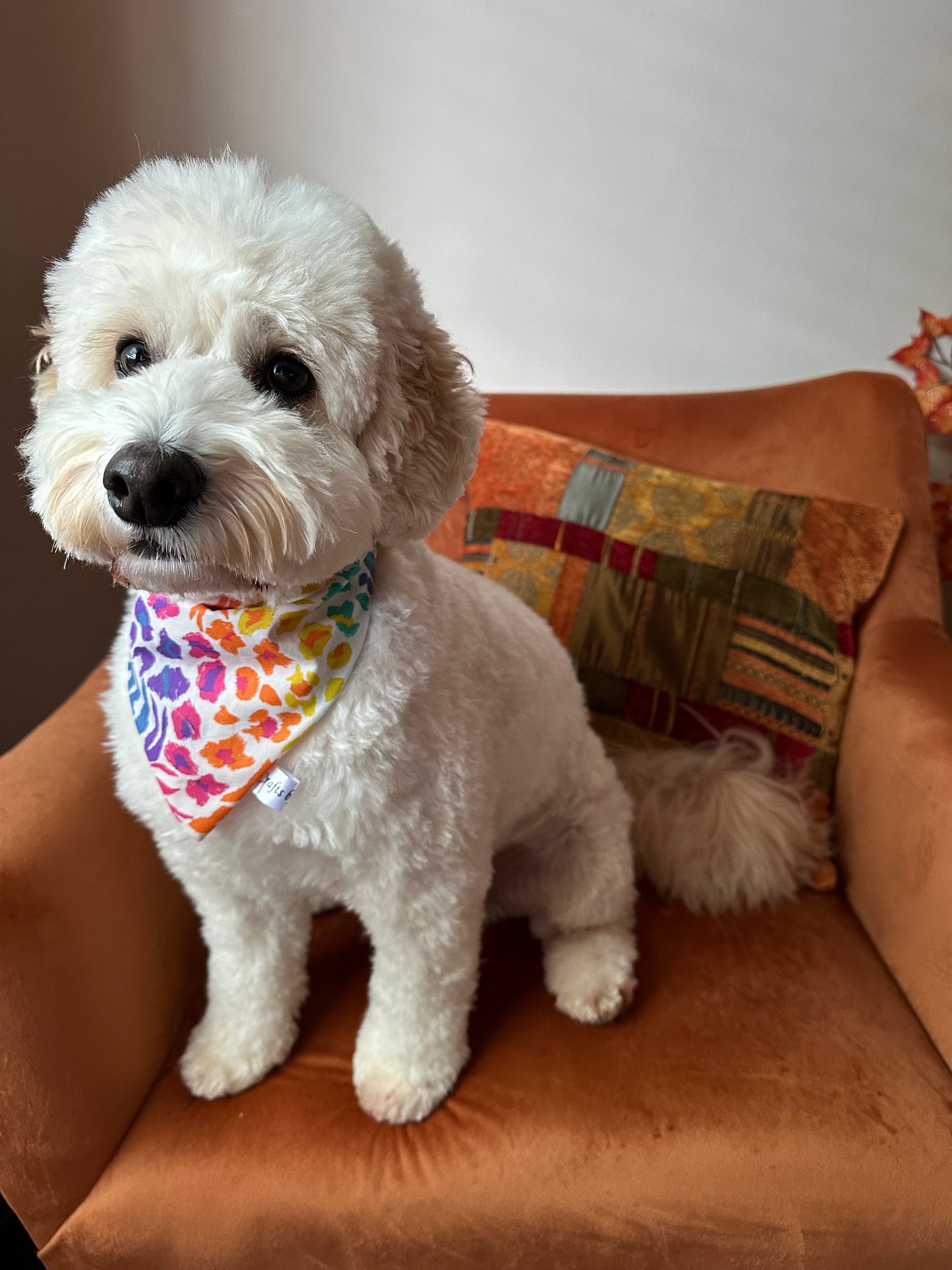Cotton Pet Scrunchie Bandana - Rainbow White Tiger Print
