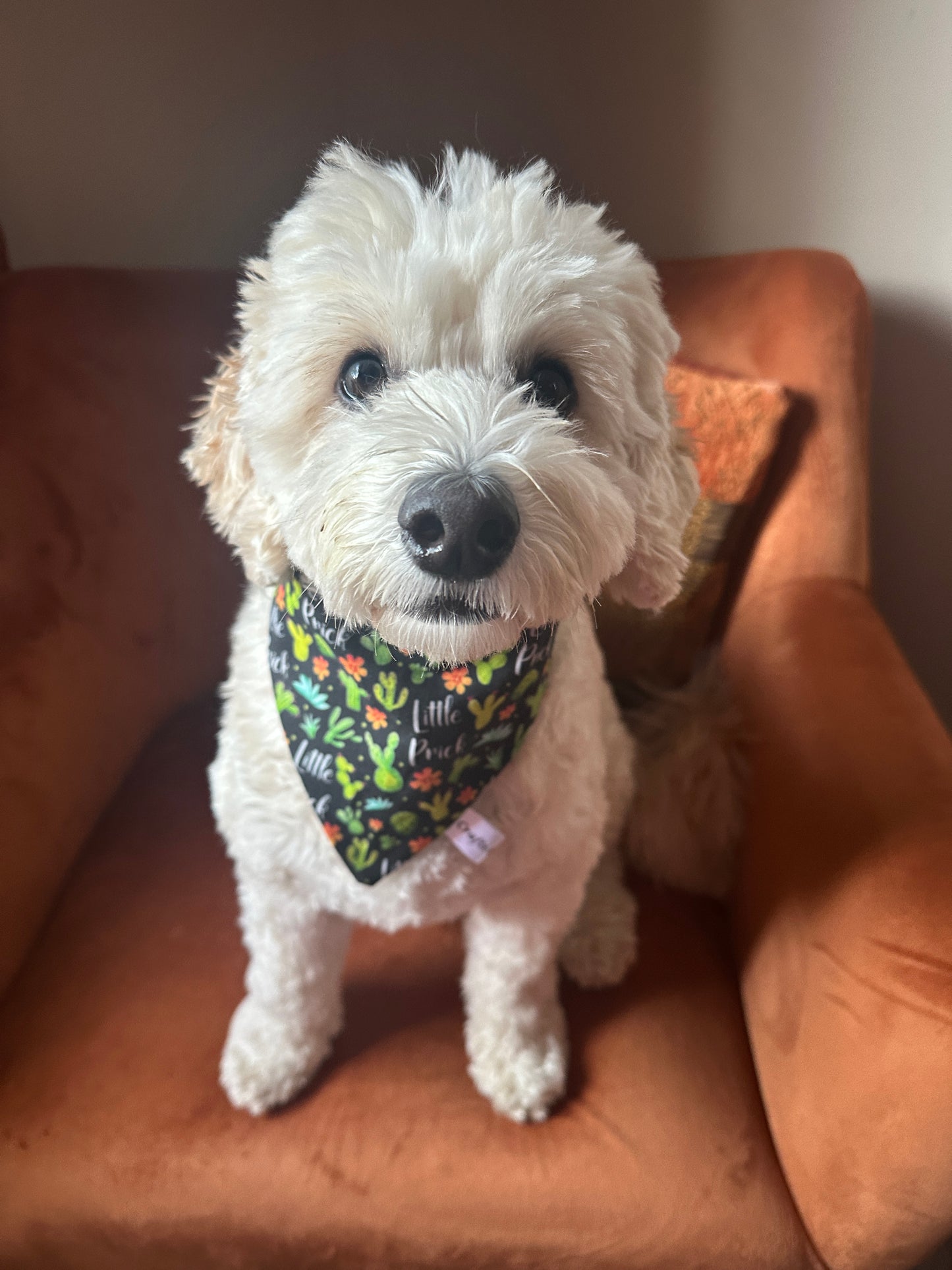 A fluffy white dog with curly fur sits on an orange armchair, wearing the Cotton Pet Scrunchie Bandana - Little Prick by Crafts by Kate, which is decorated with cacti. Sunlight highlights the dog's face and fur.