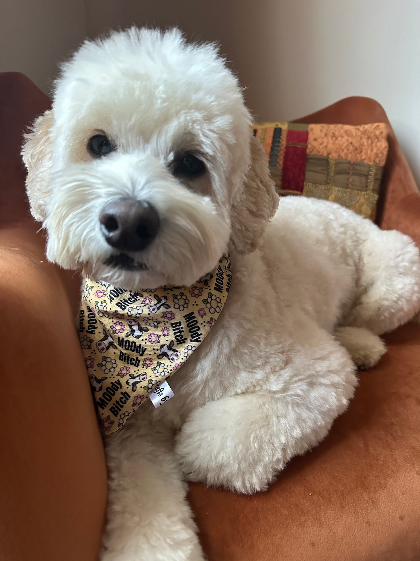 A fluffy white dog with a curly coat lounges on an orange cushion, wearing a Crafts by Kate Cotton Pet Bandana with collar attachment in Moody Cow print. It gazes attentively at the camera, ears perked up and displaying a relaxed demeanor.