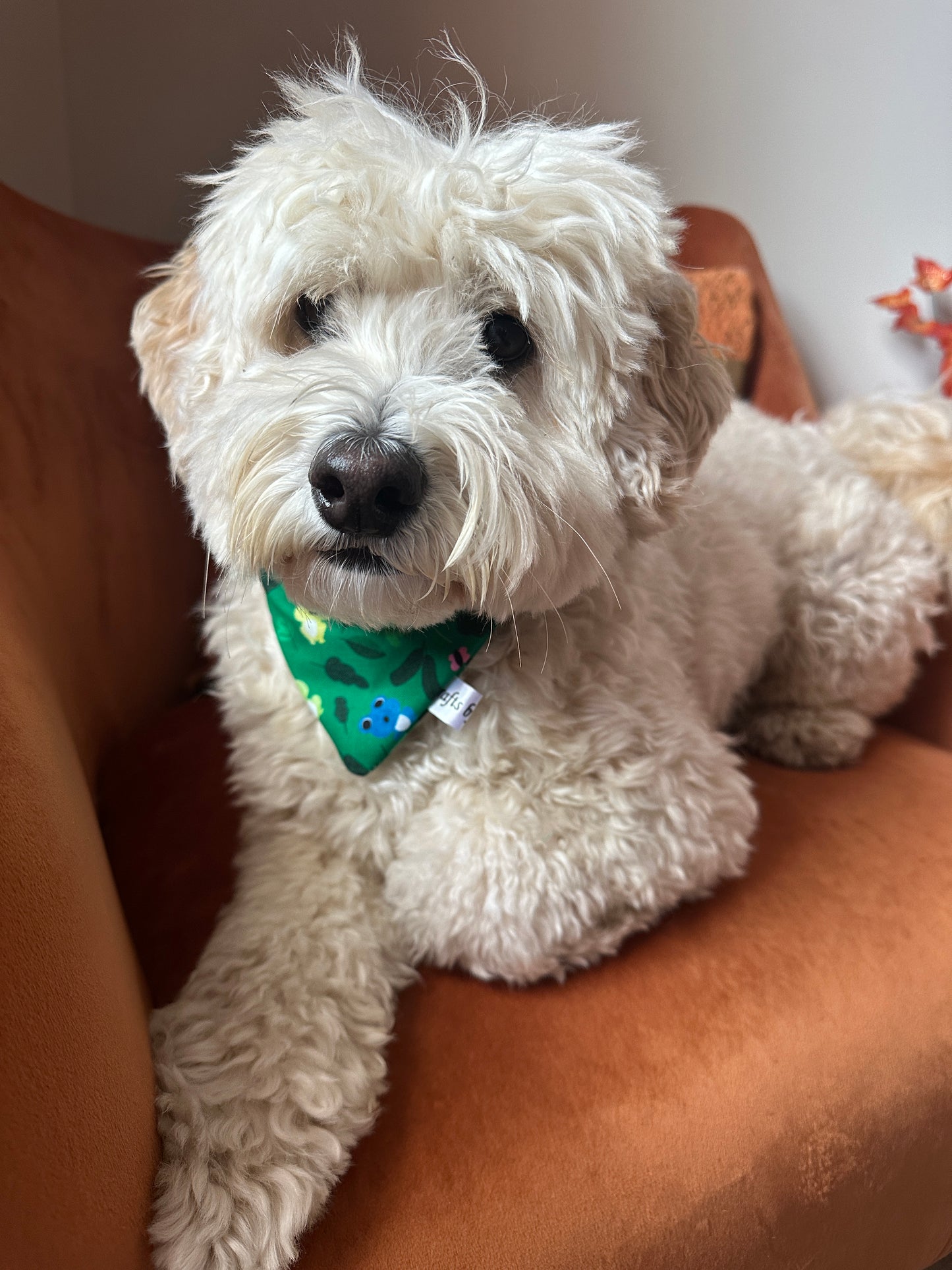 Cotton Pet Scrunchie Bandana - Froggtastic
