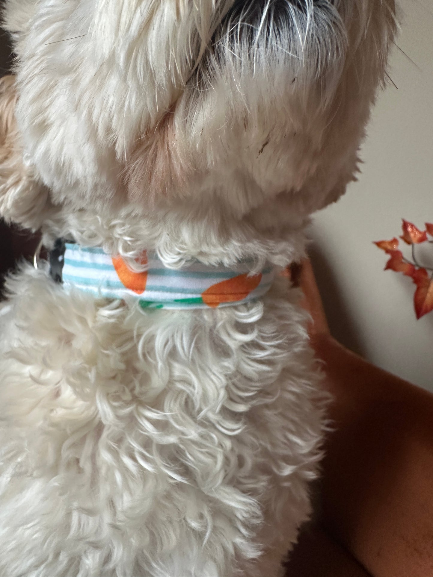 Cotton Pet Adjustable Collar - Striped Carrots