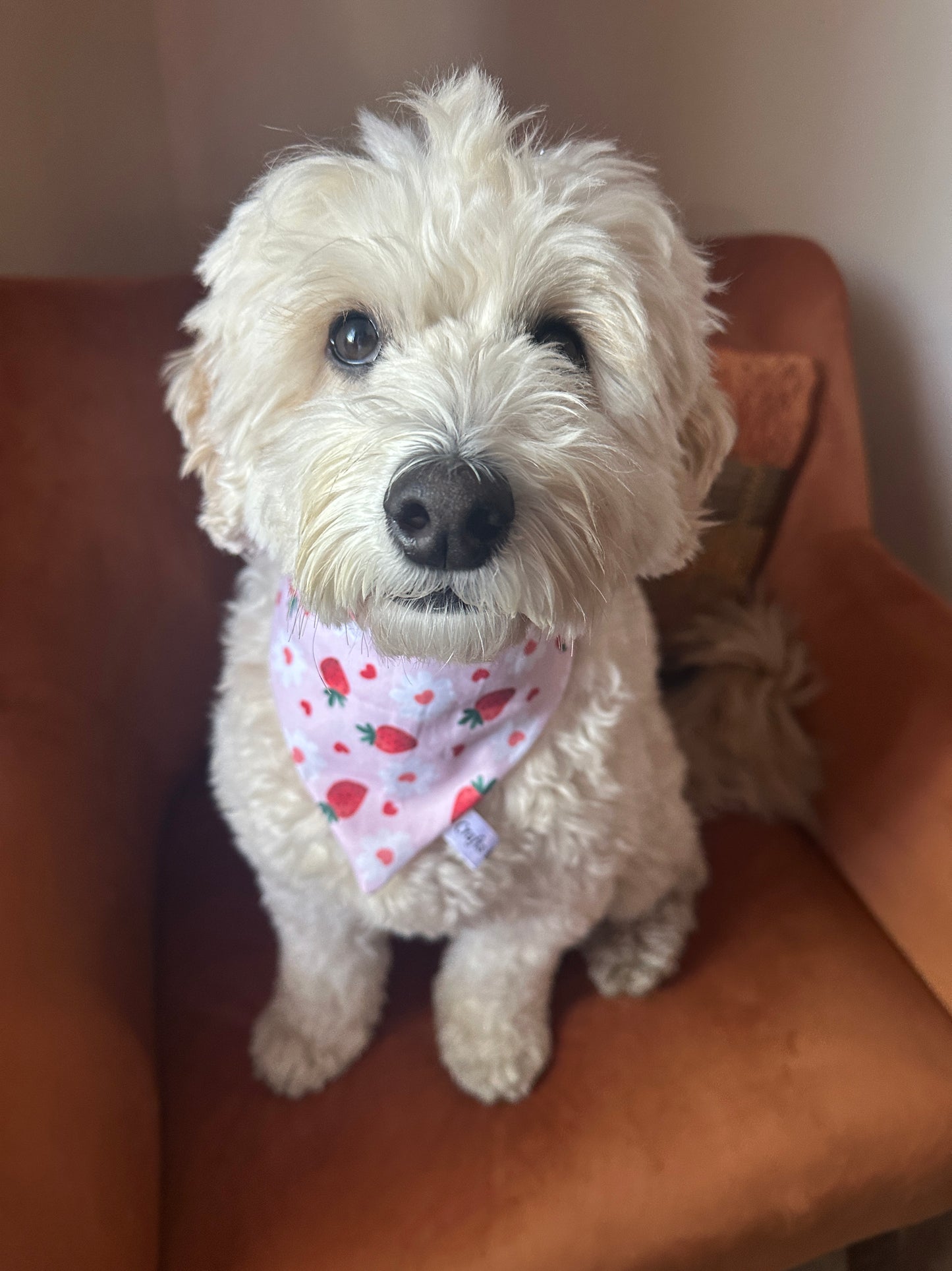 A fluffy white dog sits on an orange chair, wearing the Strawberries & Daisies bandana by Crafts by Kate, looking up sweetly—maybe hoping for some Arnie & Mac’s Goodies.