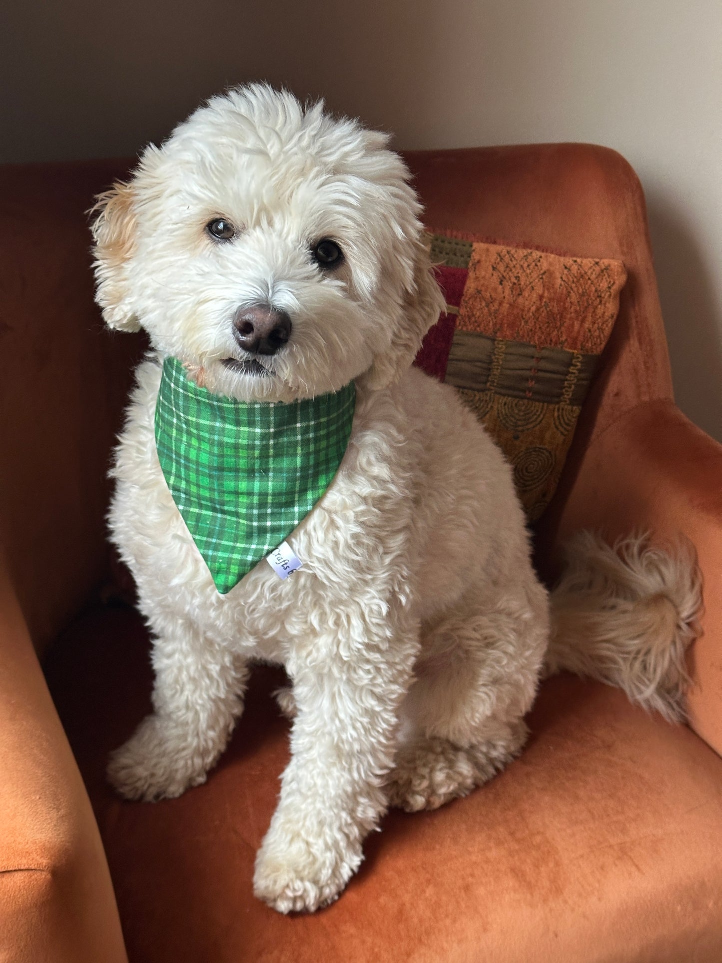 A fluffy white dog wearing a Crafts by Kate Cotton Pet Scrunchie Bandana in Bluey & Bingo pattern is sitting on an orange armchair, tilting its head toward the camera, with a textured cushion behind it.