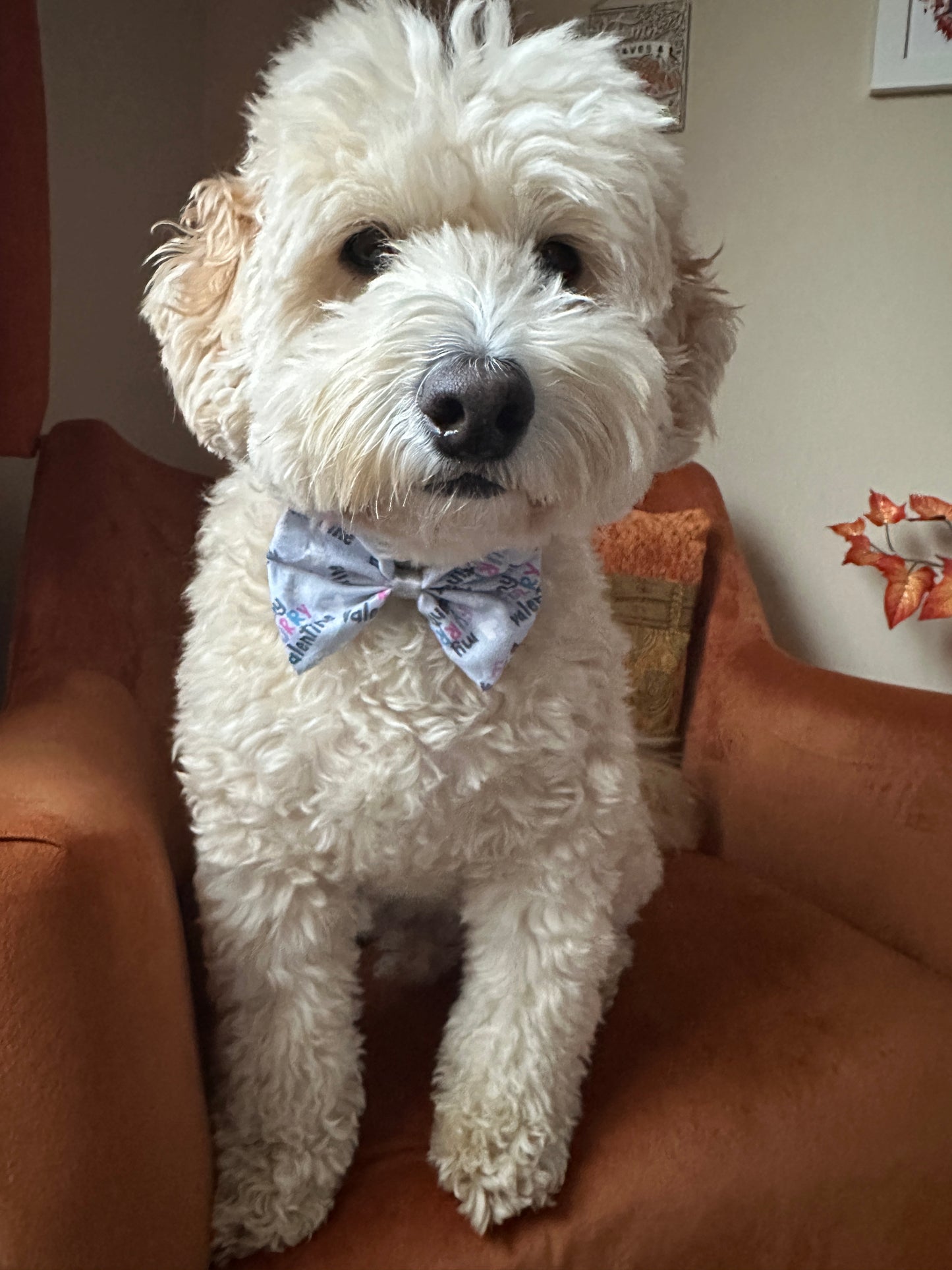 A fluffy white dog wearing a "My Fluffy Valentine" Cotton Pet Bow by Crafts by Kate sits on an orange armchair. The room is warmly lit with autumn-themed decor, including a small bunch of artificial leaves in the background.