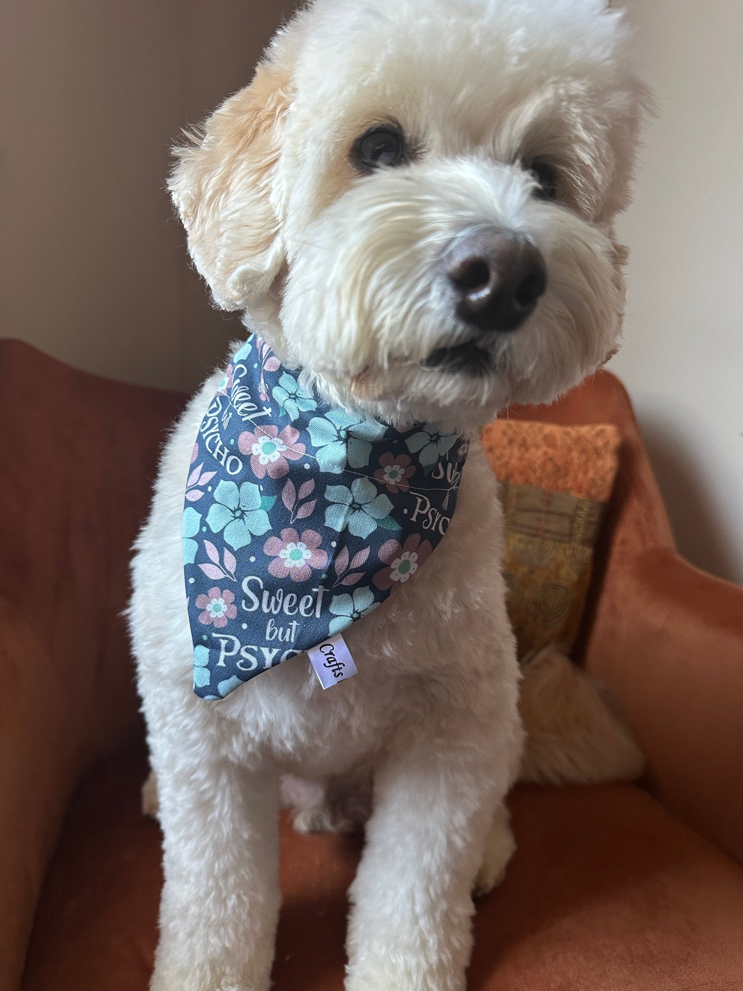 A fluffy white dog on an orange chair wears Crafts by Kate's Cotton Pet Bandana with collar attachment, featuring "Sweet but Psycho" in vibrant blue floral. The snug fit keeps it secure as the dog gazes at the camera.