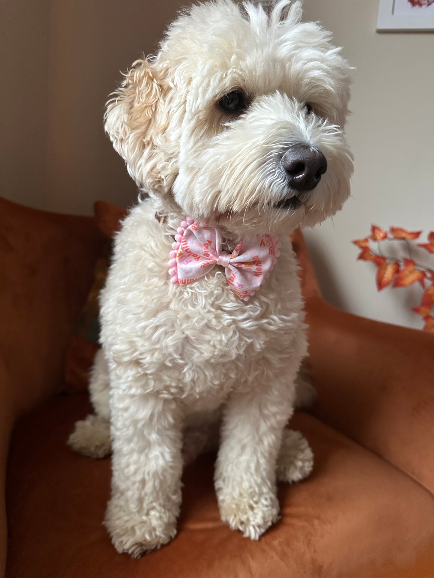 A fluffy dog with cream-colored fur sits on a brown chair, wearing a pink and white "My Fluffy Valentine" cotton pet bow by Crafts by Kate. Autumn leaves frame the scene as the dog looks to the side.