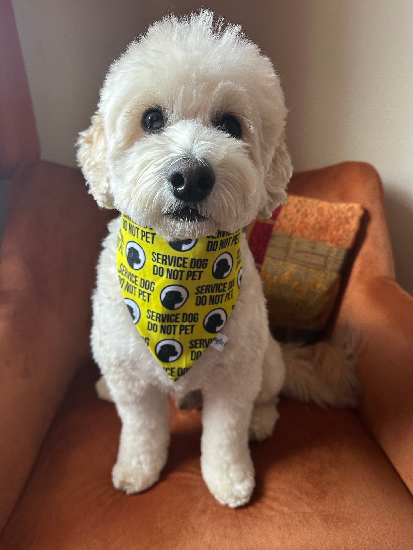A fluffy white dog sits on an orange chair, wearing the "Anxious" Cotton Pet Scrunchie Bandana by Crafts by Kate. The dog looks calmly at the camera.