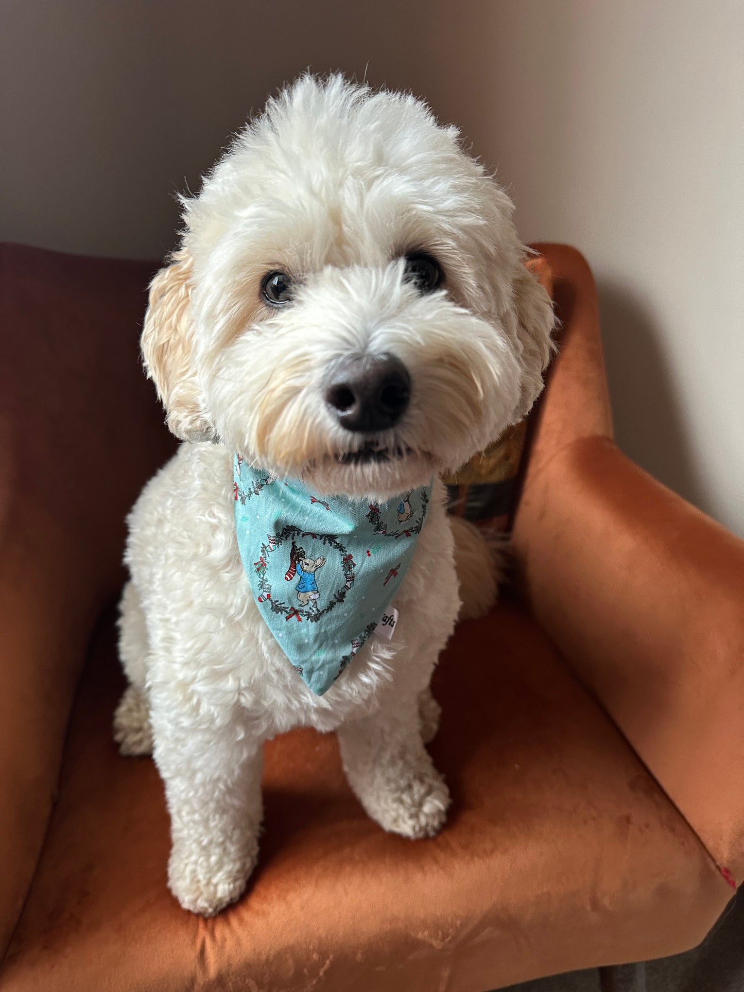 Cotton Pet Scrunchie Bandana - Peter Rabbit's Christmas Wreath