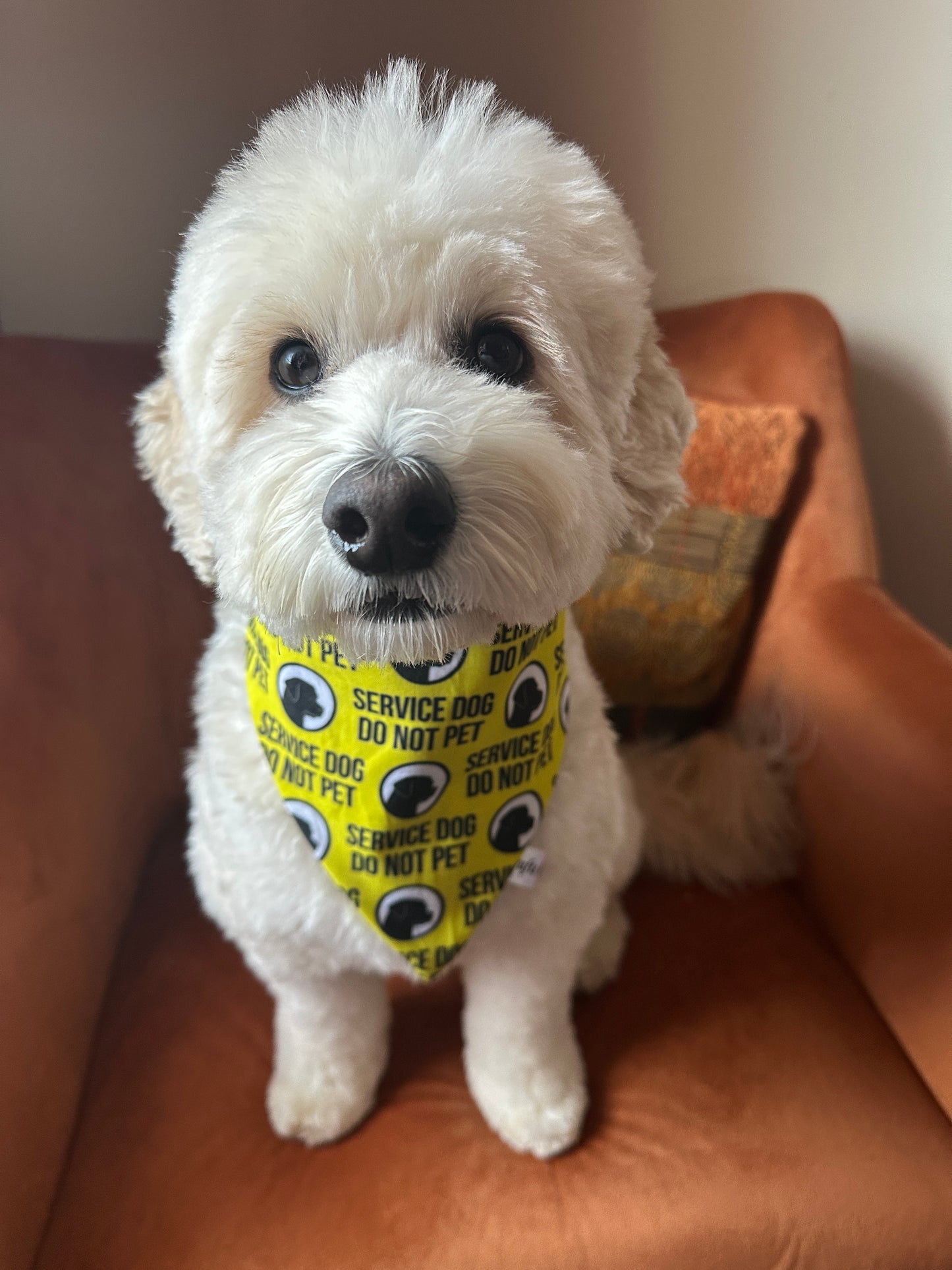 A fluffy white dog wearing the "Anxious" Cotton Pet Scrunchie Bandana by Crafts by Kate sits on an orange chair, with a textured pillow in the background.