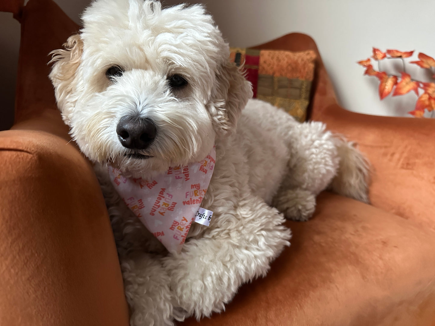 A fluffy white dog, wearing a Cotton Pet Scrunchie Bandana - My Fluffy Valentine by Crafts by Kate, lounges on an orange velvet armchair. It's surrounded by a decorative pillow and faux orange leaves, creating a cozy setting where the dog looks content and relaxed.