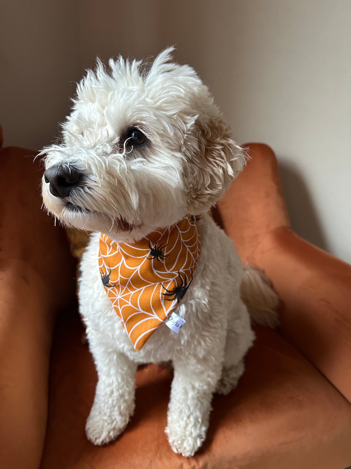 A curly-haired white dog sits on an orange armchair, wearing a (Copy) Cotton Pet Scrunchie Bandana - Spider Vibes from Crafts by Kate, which features a black spiderweb pattern. The dog gazes attentively to the left, set against a neutral-colored wall.