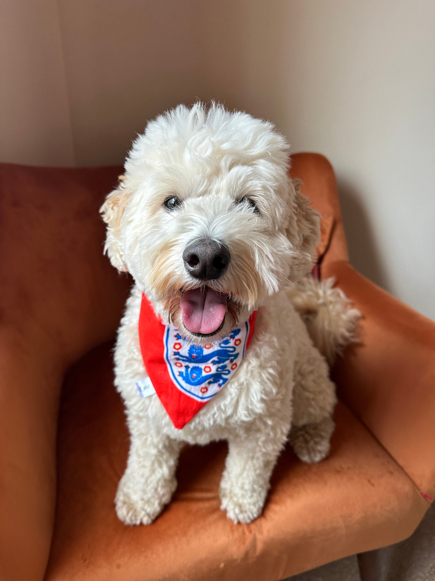 A fluffy white dog sits on an orange chair, flaunting Crafts by Kate's Cotton Pet Scrunchie Bandana with an England Football Print. The dog's open mouth gives the impression it's smiling.