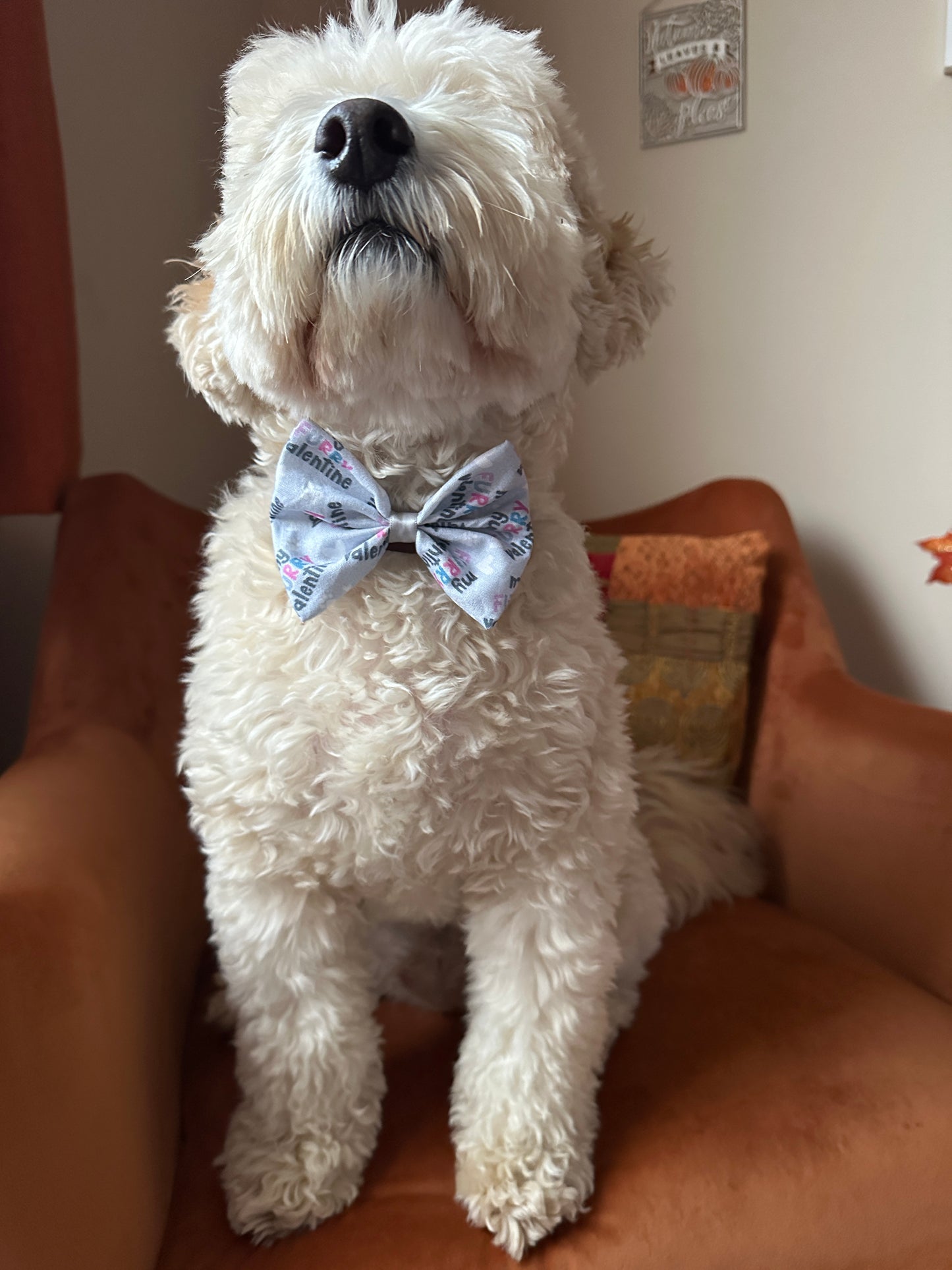 A fluffy white dog sits proudly on an orange armchair, showcasing the My Fluffy Valentine cotton pet bow with collar attachment by Crafts by Kate. The room’s warm-toned décor creates a cozy ambiance ideal for a relaxing evening.