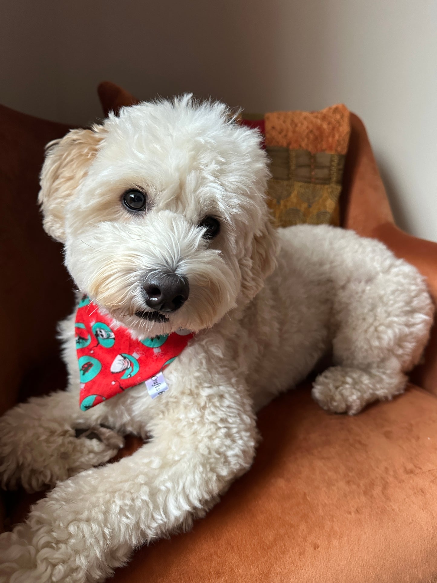 Cotton Pet Scrunchie Bandana - Jack Skeleton & Santa Claus