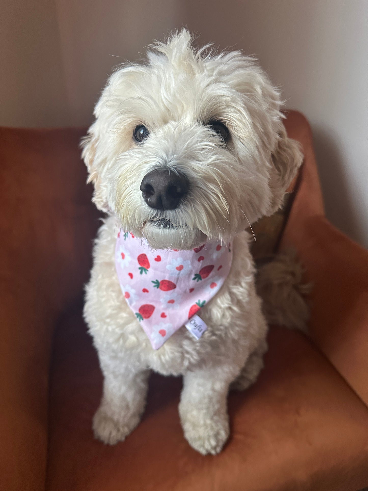 A fluffy white dog sits on an orange chair, wearing the Strawberries & Daisies bandana by Crafts by Kate. Decorated with strawberries, daisies, and green leaves, the pup gazes up sweetly, hoping for Arnie & Mac’s Goodies peanut butter treats.