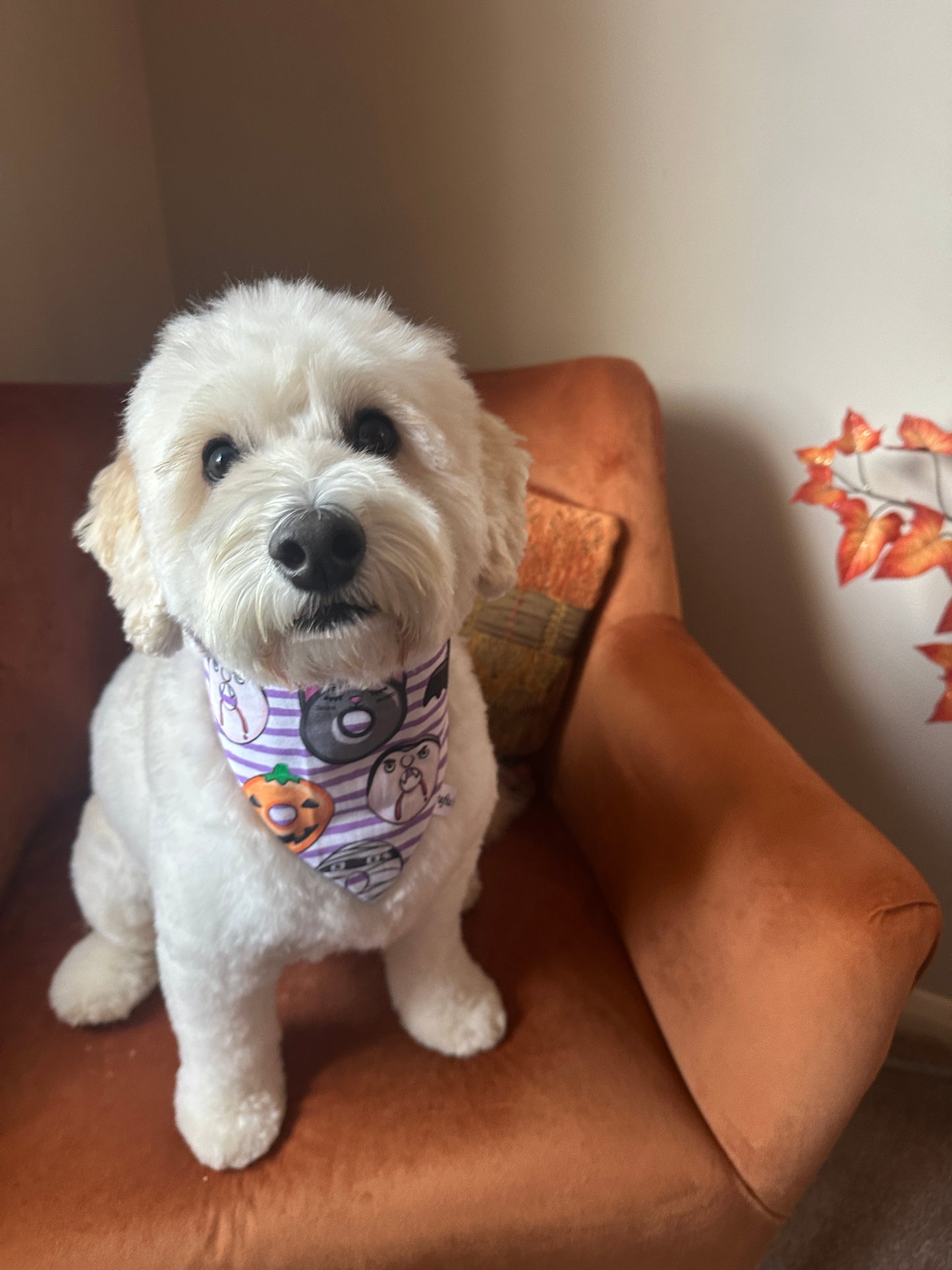 Cotton Pet Scrunchie Bandana - Halloween Donuts