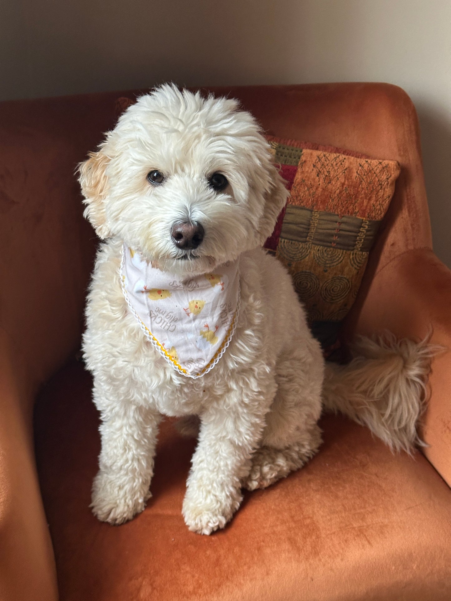 A fluffy white dog sits on an orange chair wearing the "Chicks Dig Me" Cotton Pet Scrunchie Bandana from Crafts by Kate. Two patterned cushions enhance the stylish backdrop.