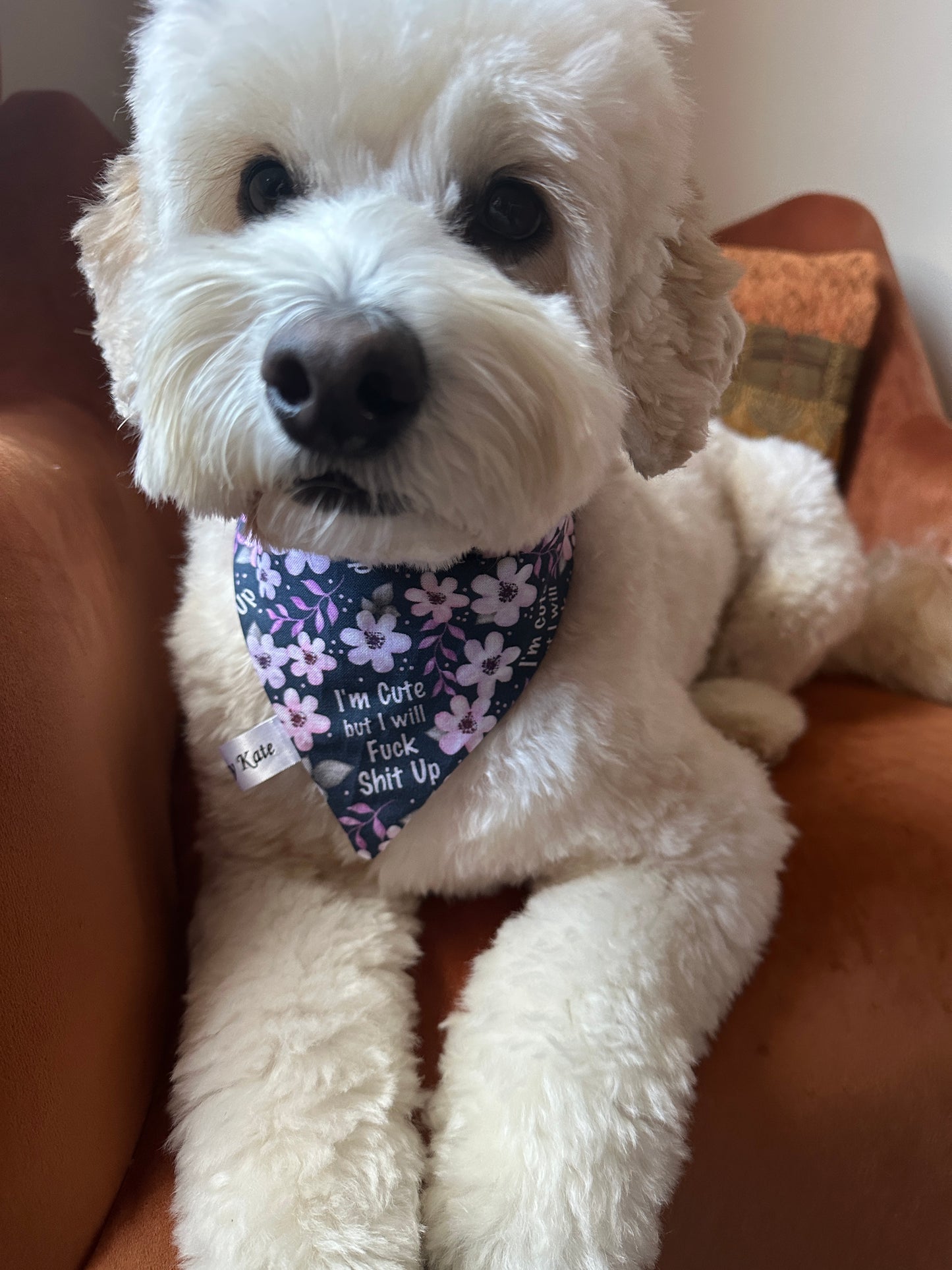 A fluffy white dog, wearing Crafts by Kate's Cotton Pet Scrunchie Bandana with the text "I’m Cute but I will Fuck Shit up!", lounges on a brown sofa. Its eyes lock onto the camera as its paws adorably stretch out.
