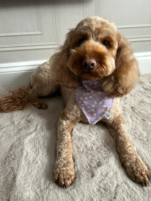 A fluffy brown dog with curly fur lies on a carpet, in front of a white wall, wearing a Crafts by Kate "Little bit Egg-stra" cotton pet bandana. The lavender bandana with its playful pattern complements the dog's wavy ears as it gazes at the camera.