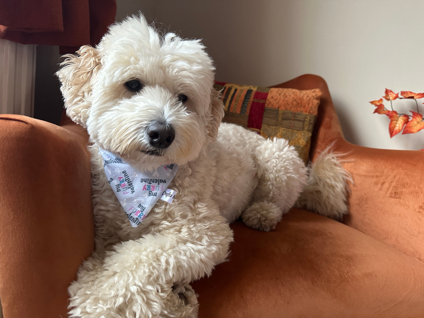 A fluffy white dog lounges on an orange couch, wearing a Crafts by Kate's Cotton Pet Bandana with collar attachment - My Fluffy Valentine. The dog gazes at the camera, surrounded by decorative pillows and a small plant with orange leaves.