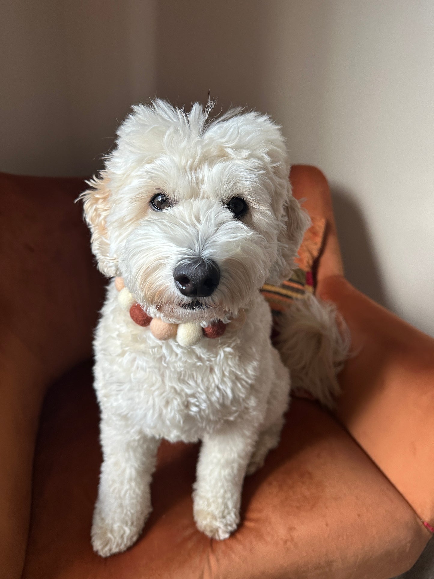 A fluffy white dog with curly fur sits adorably on an orange armchair, wearing the Crafts by Kate PomPom Pet Collar - Chocolate Lover. Soft natural light illuminates its fur as it looks at the camera.