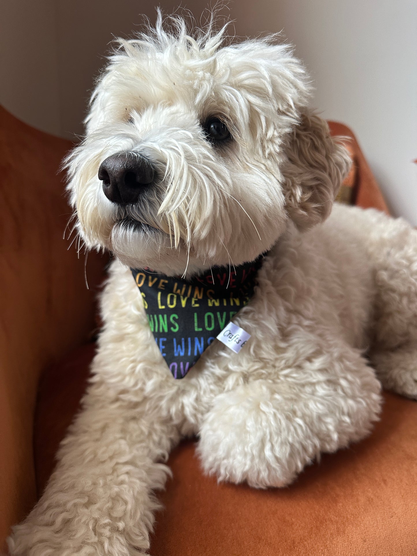 A fluffy white dog with curly fur lies on an orange chair, wearing the "Love Wins" Cotton Pet Scrunchie Bandana by Crafts by Kate—a colorful nod to the LGBTIQA+ community. The dog gazes calmly off to the side.