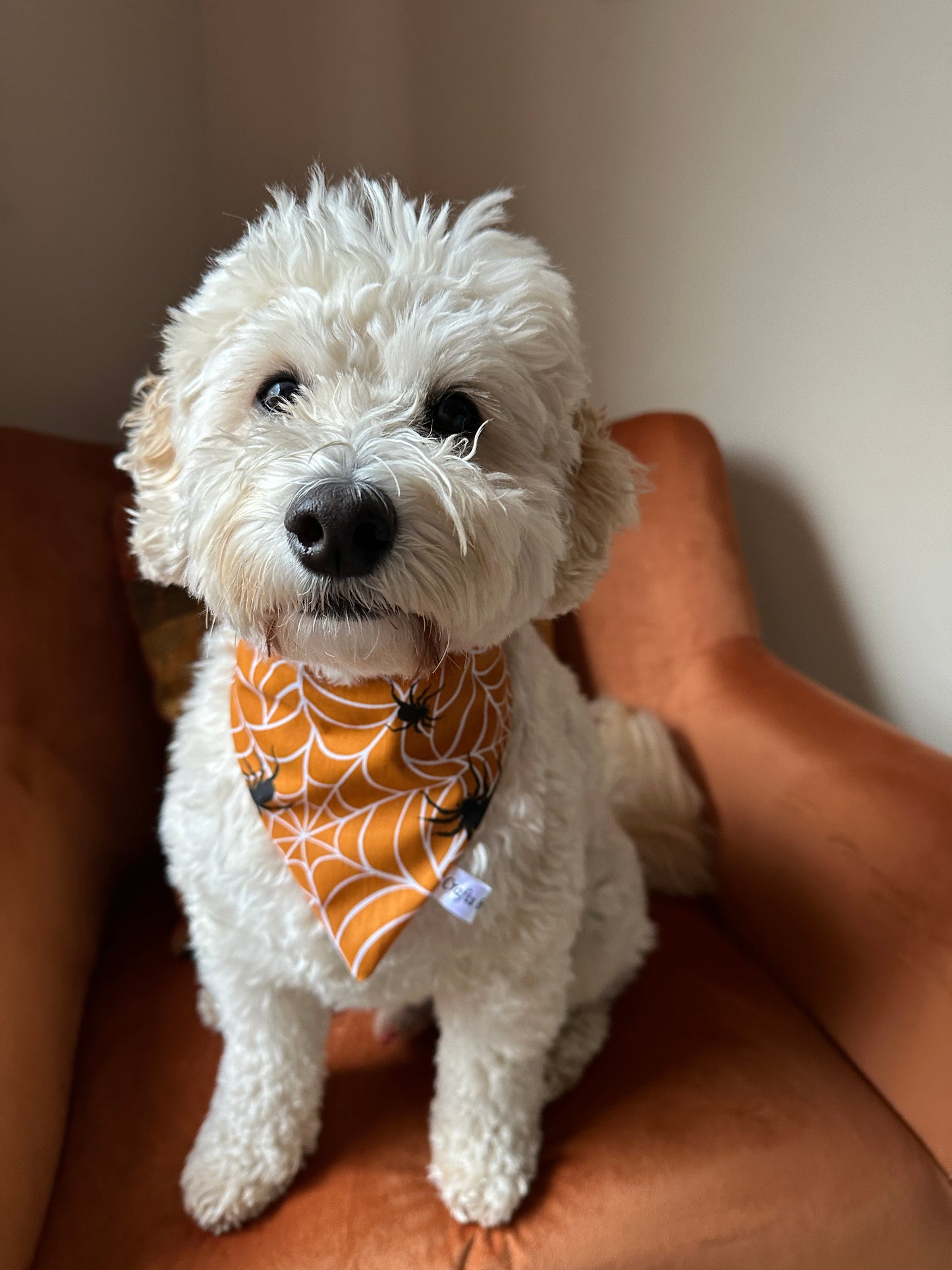 A fluffy white dog is sitting on an orange chair, adorned in a Crafts by Kate (Copy) Cotton Pet Scrunchie Bandana - Spider Vibes featuring a white spiderweb pattern. The background is a plain, light-colored wall. Gazing at the camera with a calm expression, this pup exudes both style and comfort.